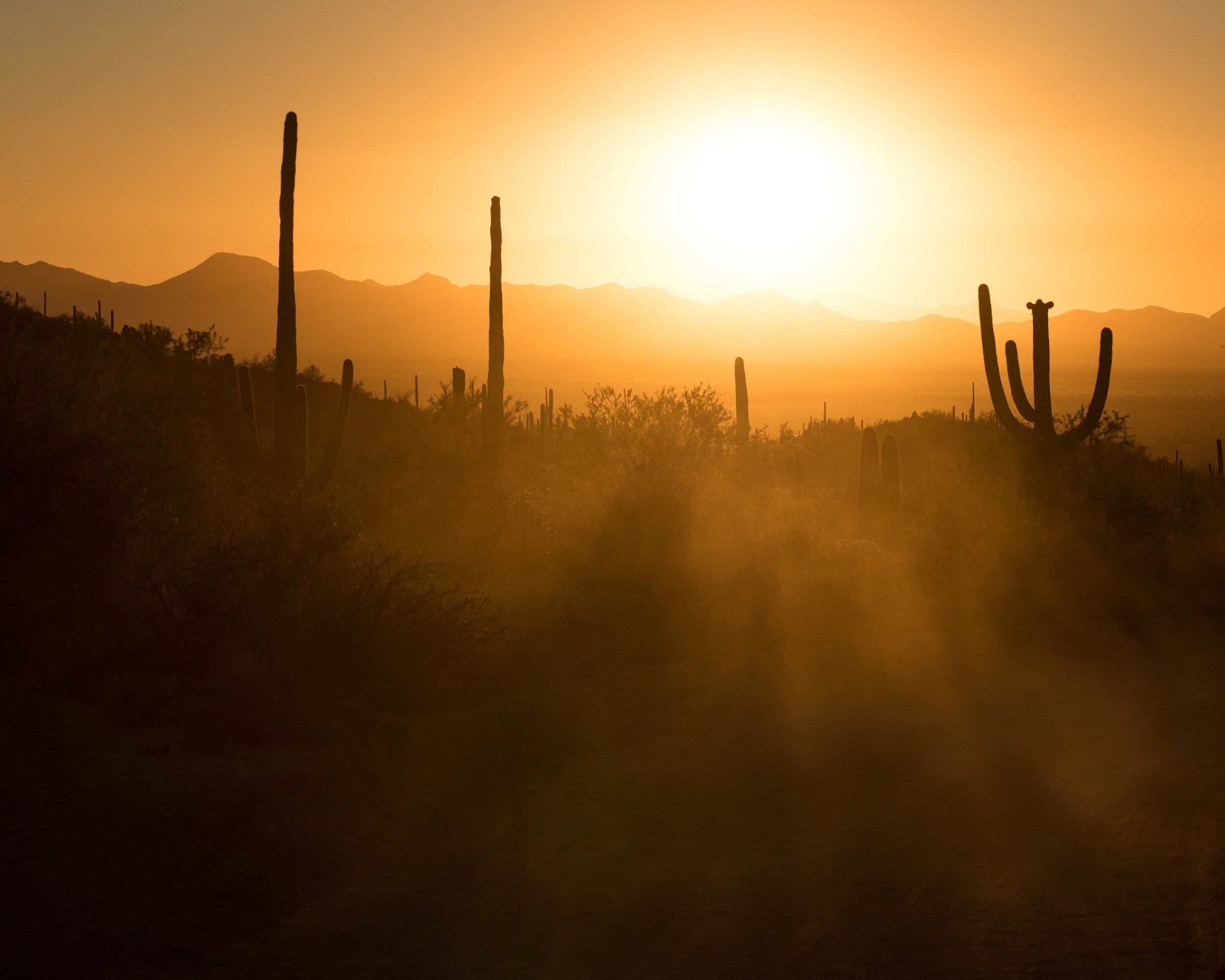 Sunset Saguaros