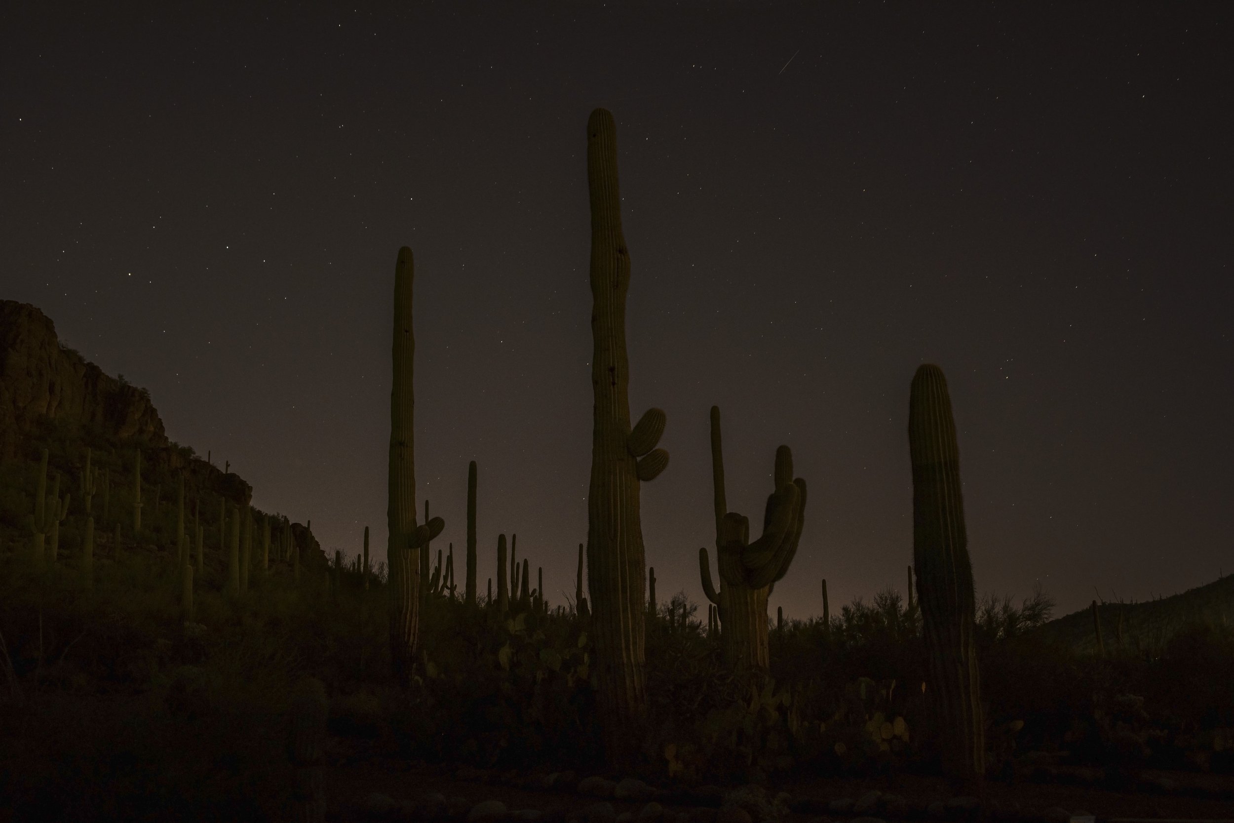 Sonoran Desert at Night