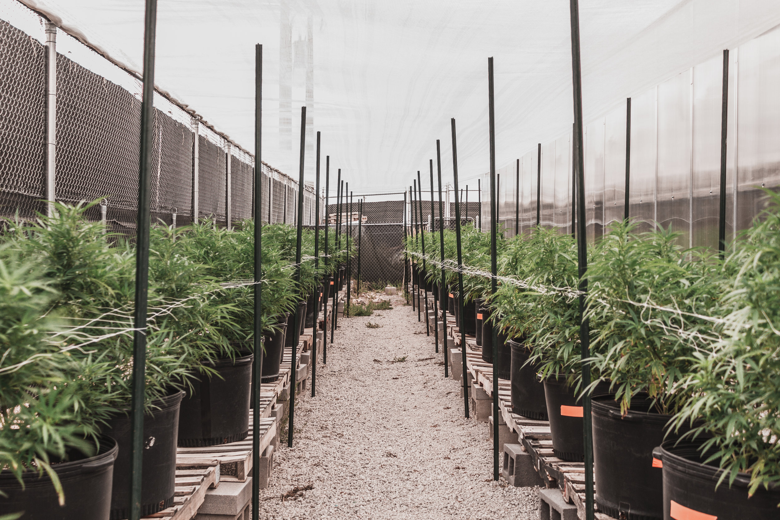P_Greenhouse-2-8648.jpg