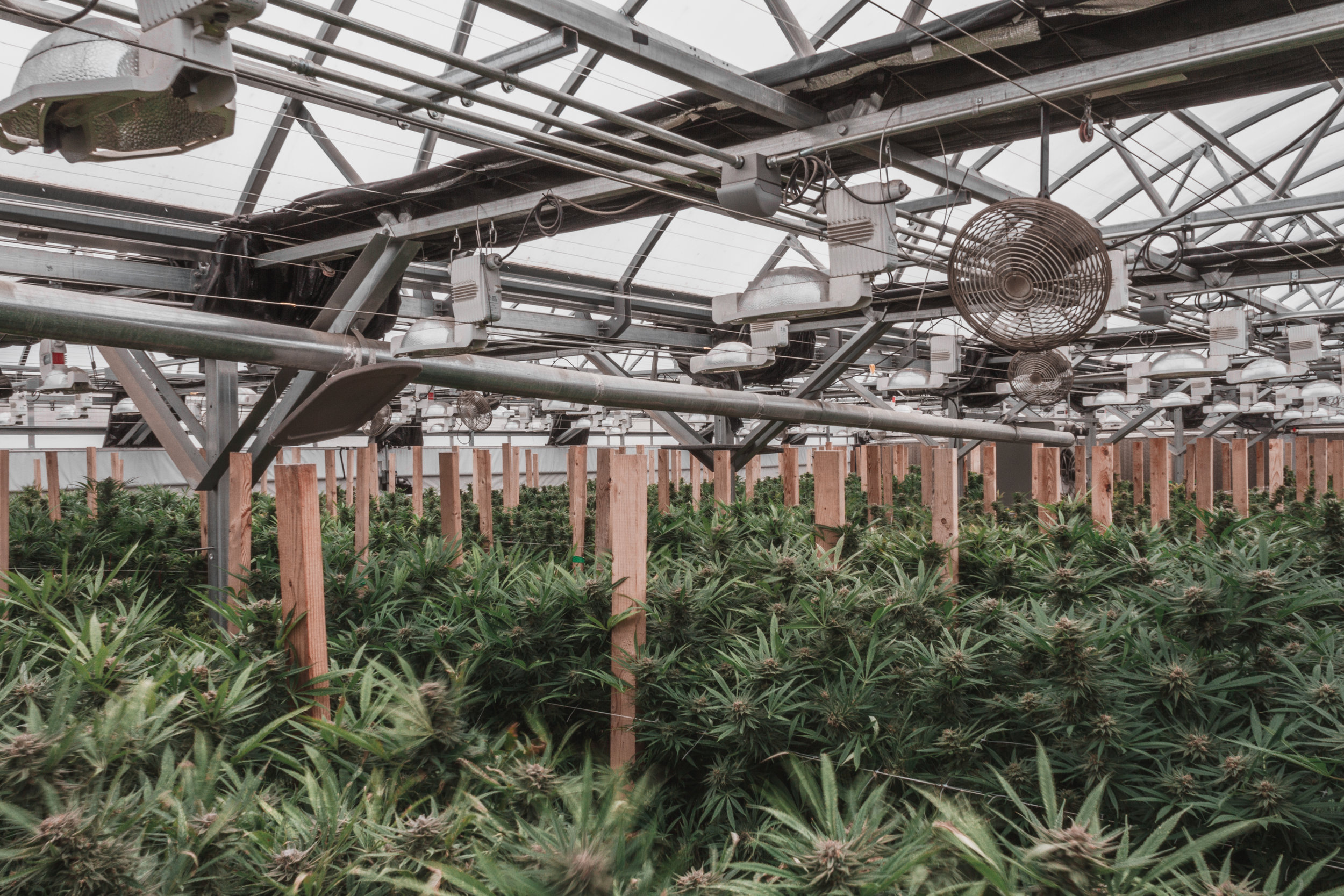P_Greenhouse-3-8711.jpg