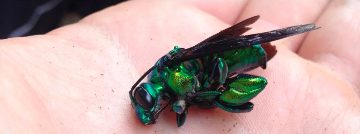 orchid bee.jpg