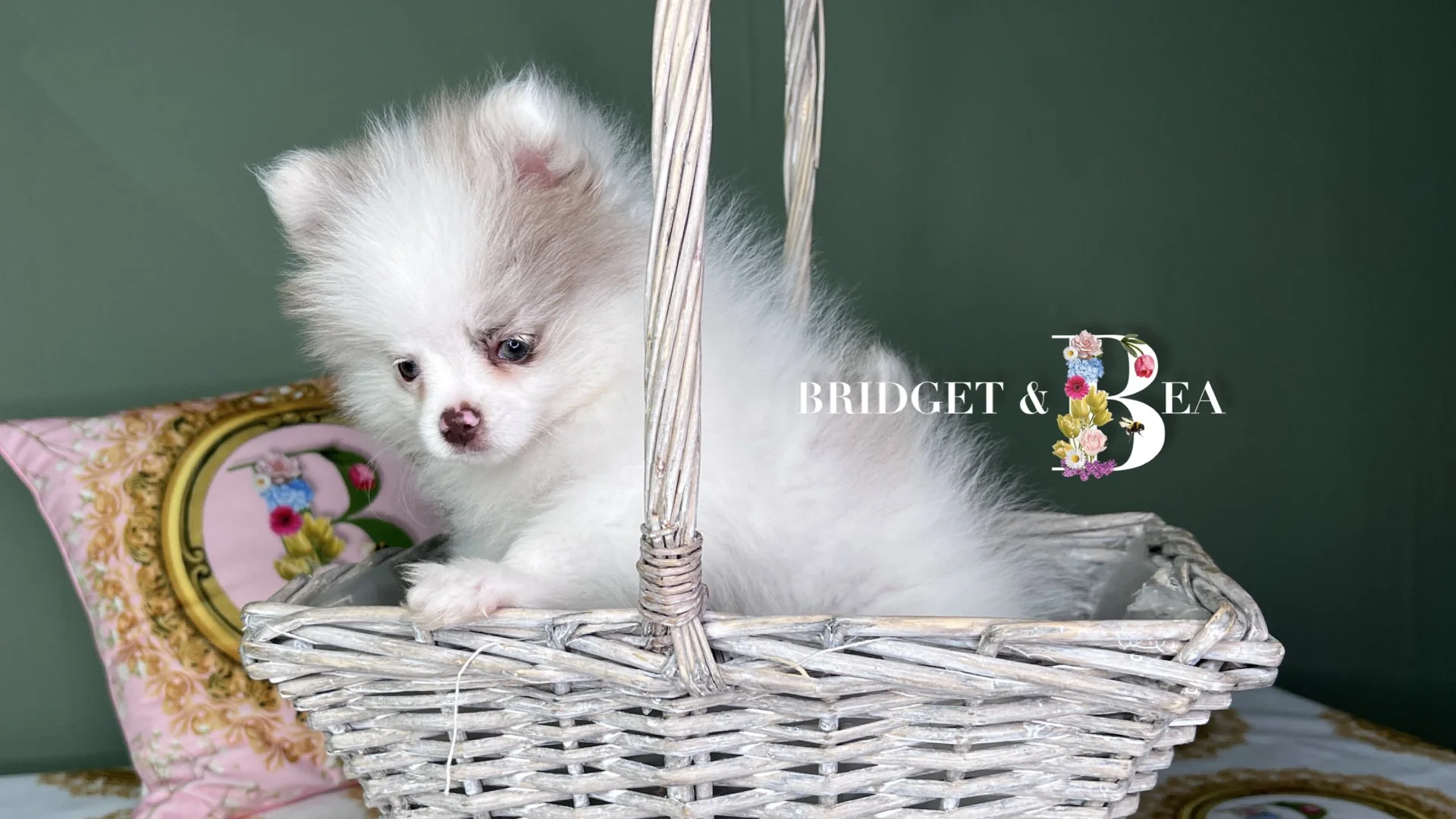 A fluffy white puppy with light brown markings on its face sits in a wicker basket, with a decorative pink pillow behind it. Overlayed text reads 'Bridget & Bea' with a large floral number 3.