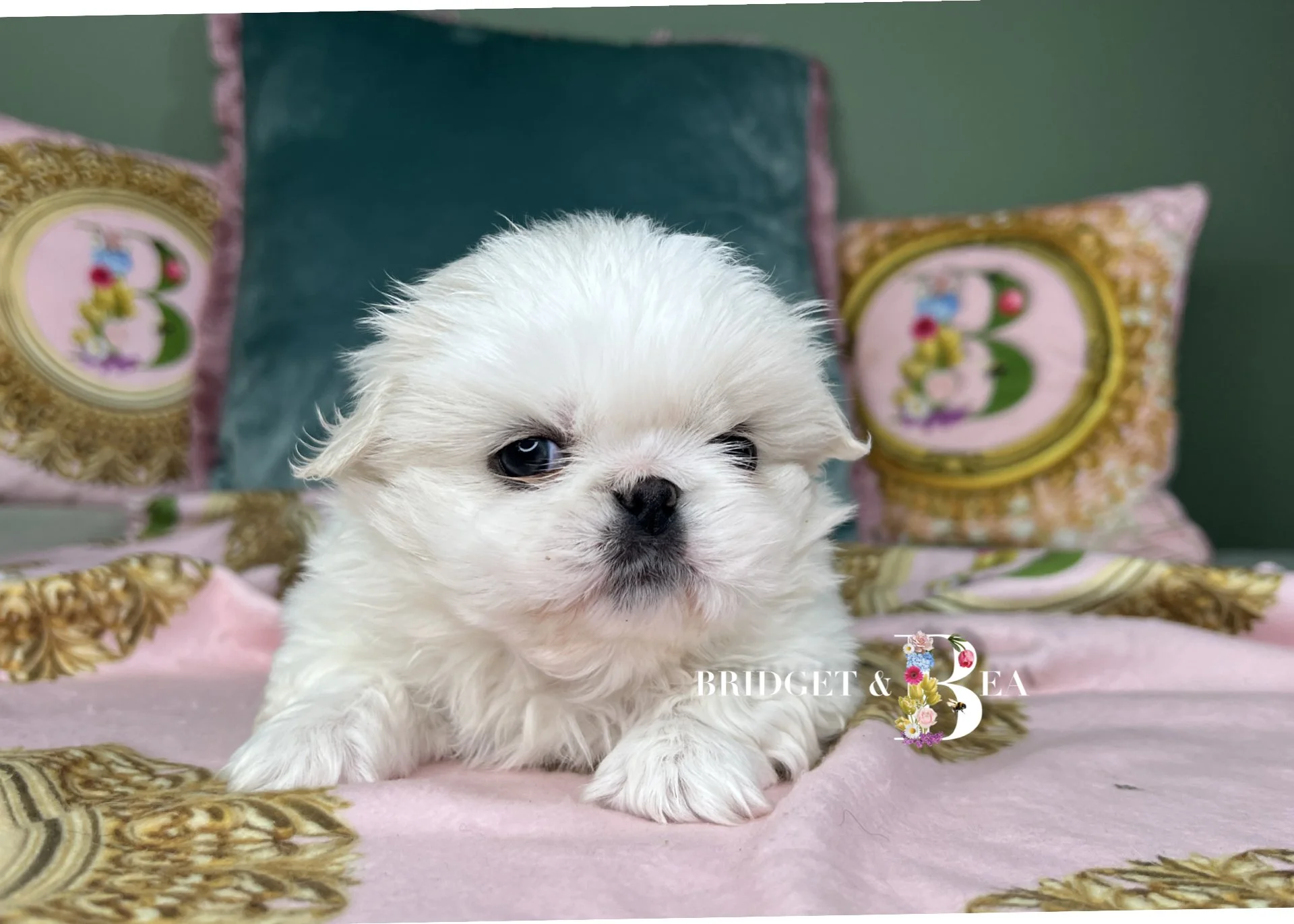 A white puppy lying on a pink bed with decorative pillows in the background, featuring floral and embroidered designs.