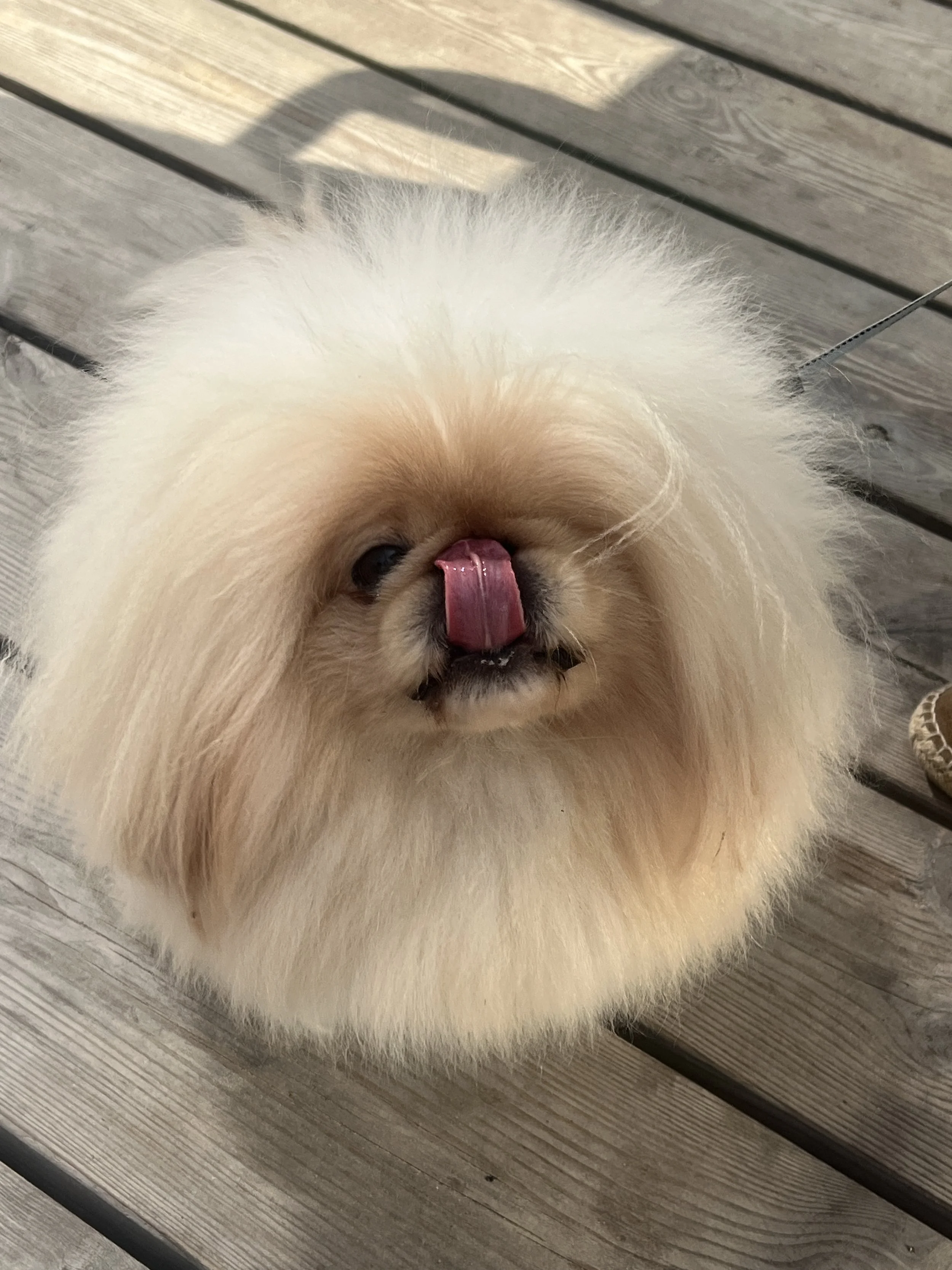 A fluffy Pekingese dog with cream and light brown fur sticking out, licking its nose, sitting on a wooden deck.