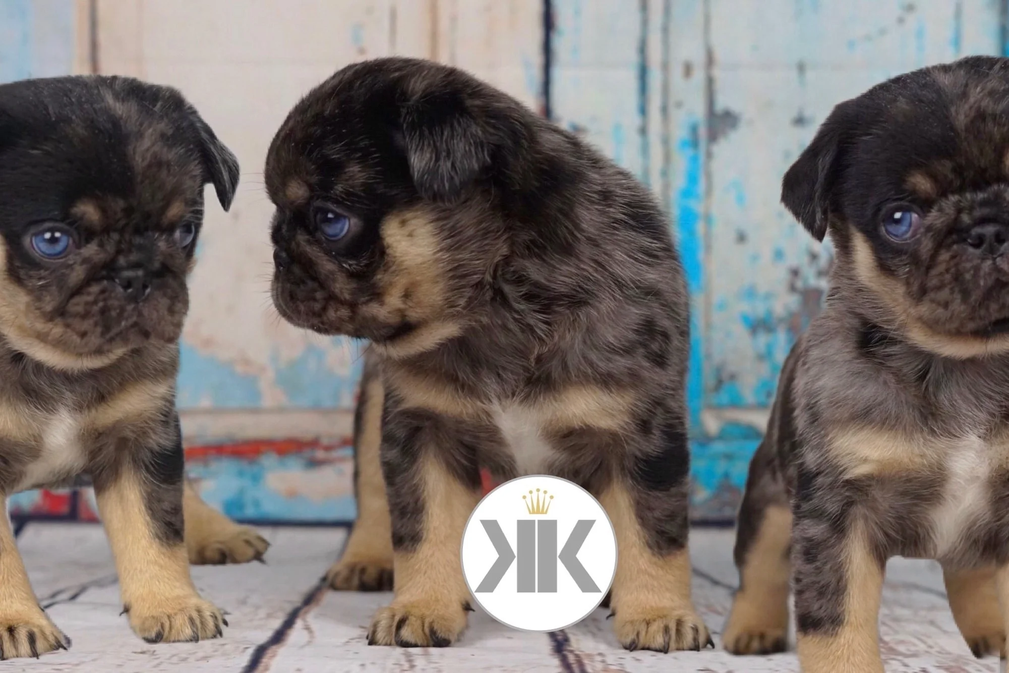 Mowgli as a pup, now a valued and loved member of our stud team.