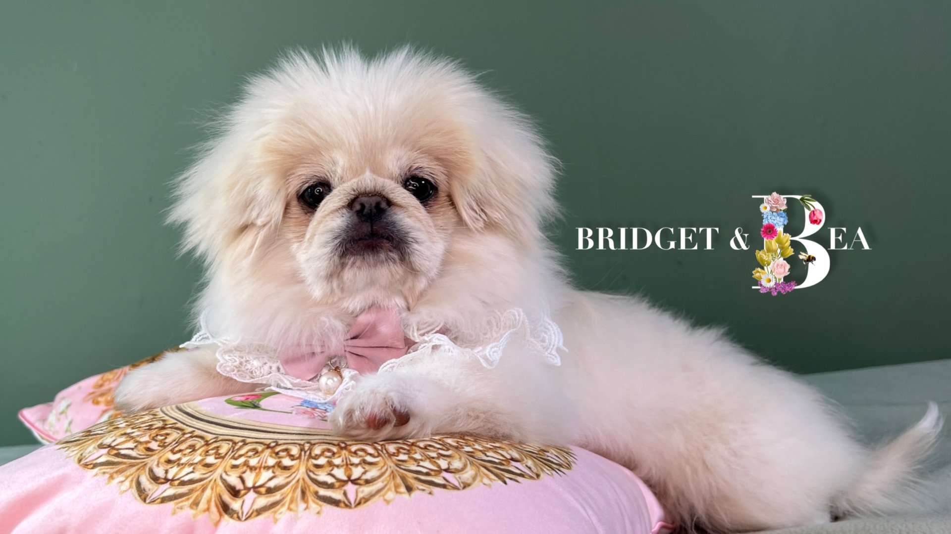 Adorable small dog with fluffy cream-colored fur lying on a decorative pink pillow with gold patterns. The dog is wearing a pink bow tie with a pearl decoration and lace details. The background is plain green. The text 'BRIDGET & BEA' is displayed be