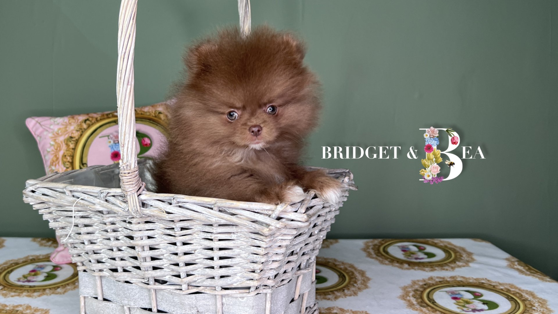 A fluffy brown puppy with a small face sitting in a white wicker basket on a table with a decorated tablecloth. A decorative pillow with a floral pattern is behind the basket, and the background is a green wall. The text "Bridget & Bea" with a floral