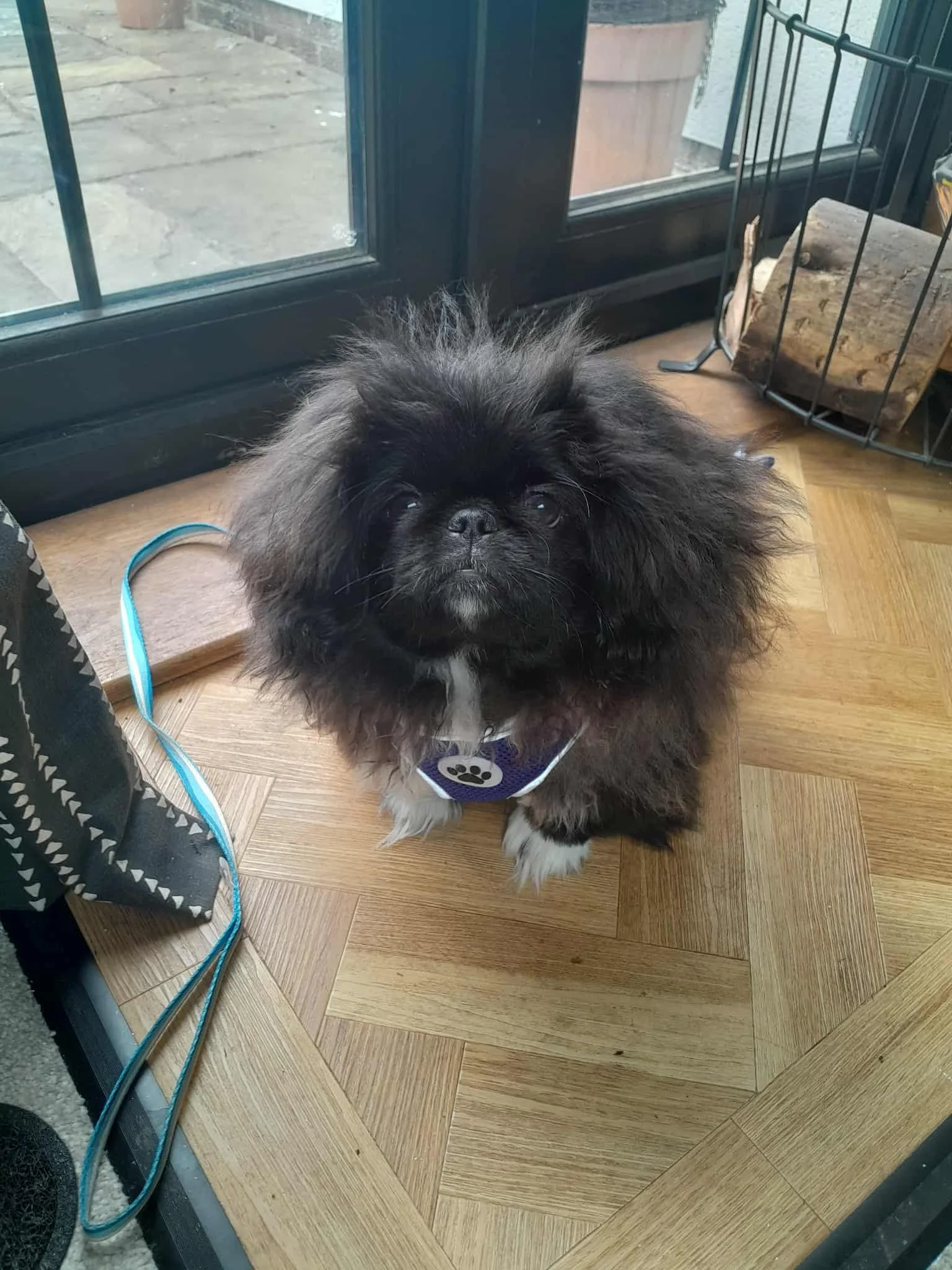 A small black dog with fluffy fur sitting on a wooden floor near a glass door.