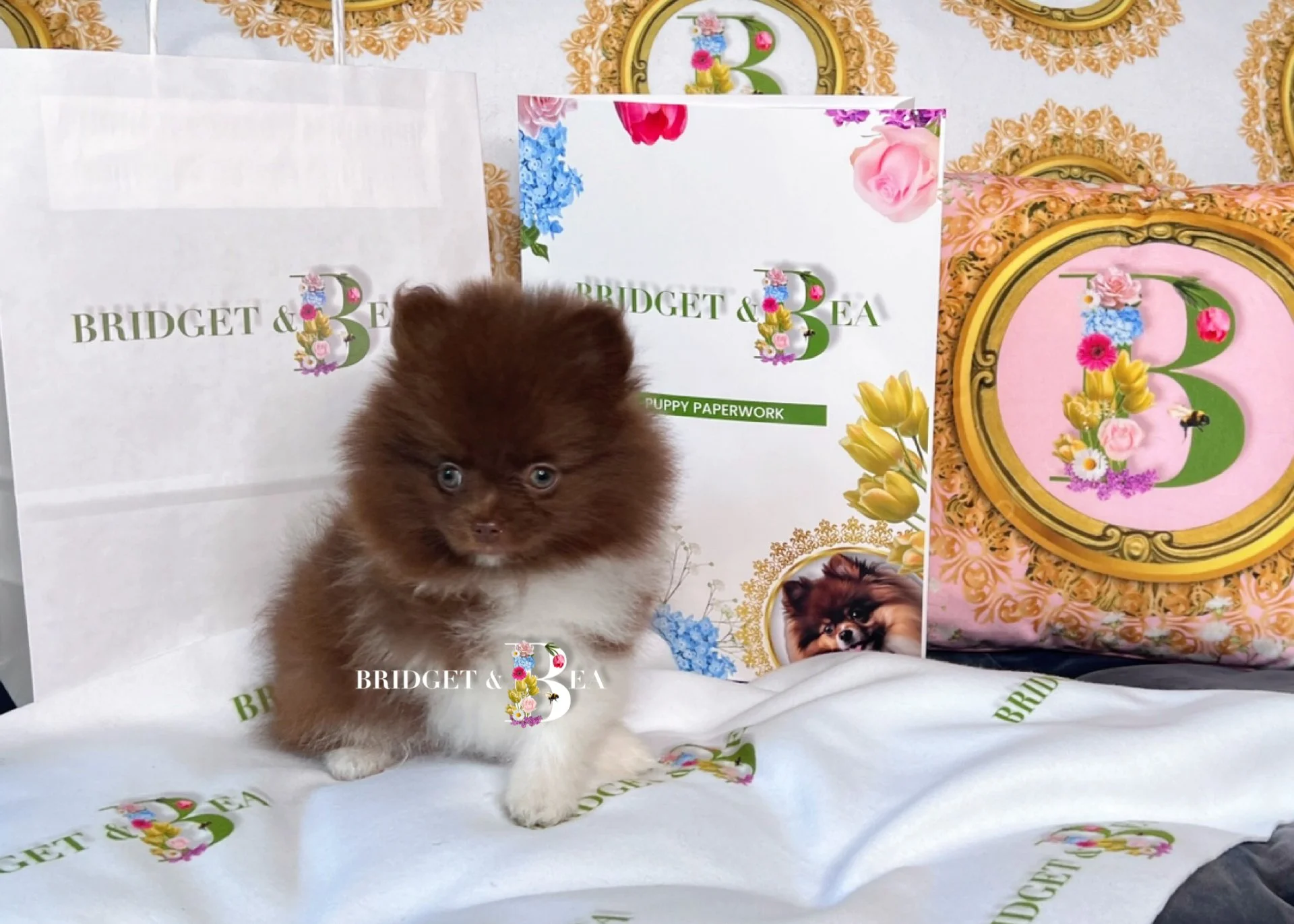 A small brown and white Pomeranian puppy with blue eyes sitting on a white cloth with 'Bridget & Bea' logo, surrounded by gift bags and boxes decorated with floral designs and the same logo.