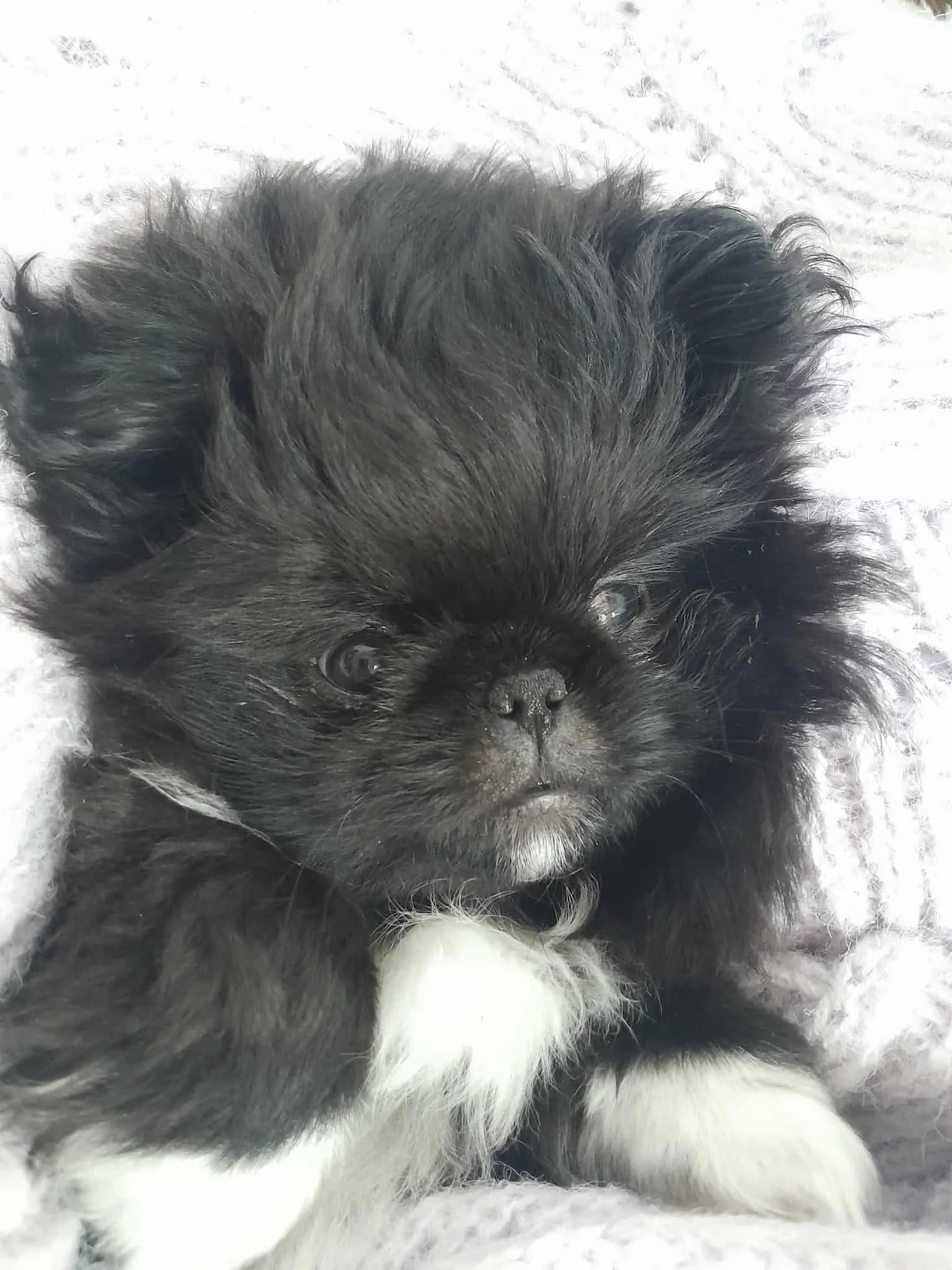 A small black and white puppy with long fur resting on a soft, light-colored blanket.