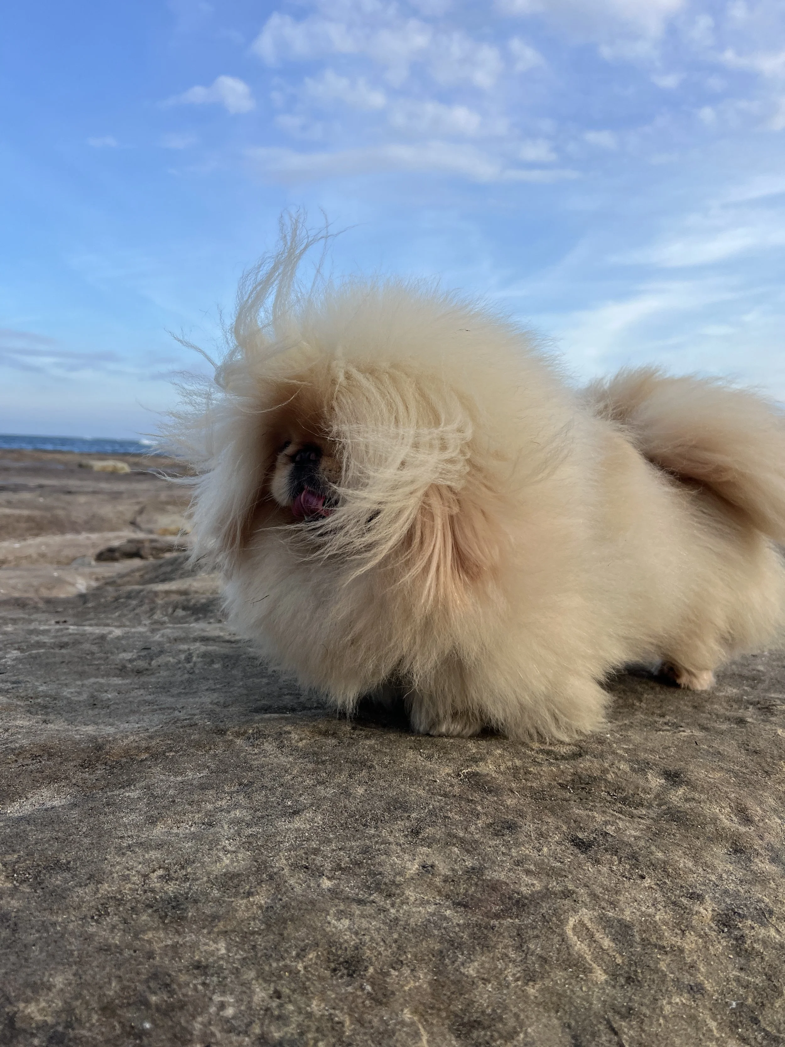 A small, fluffy, cream-colored pekingese standing on a rocky surface outdoors with a blue sky and some clouds in the background.