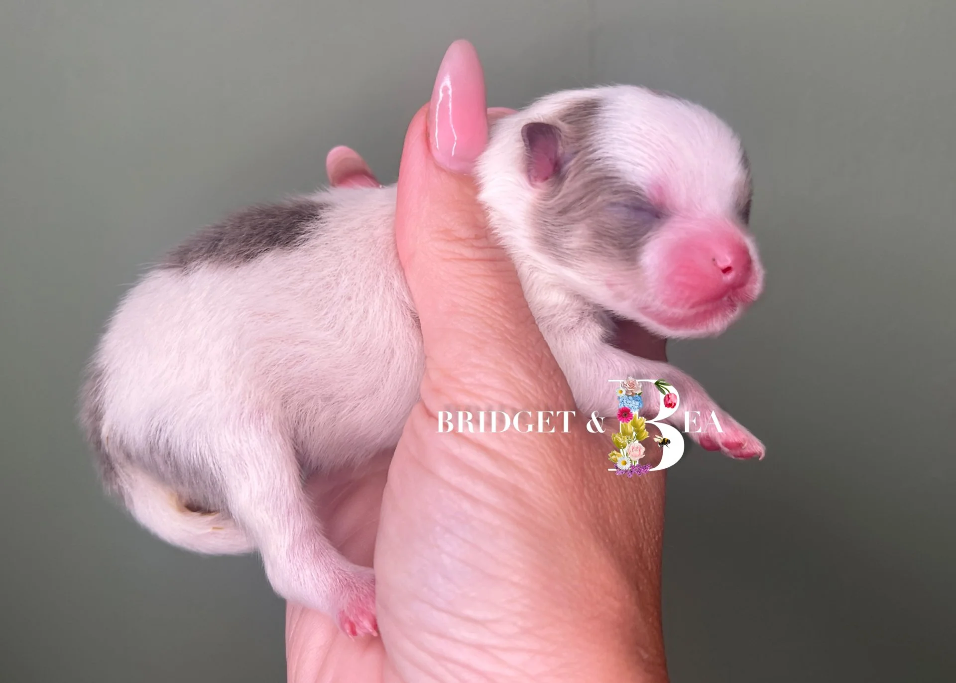 A tiny newborn puppy with closed eyes and pink nose, being gently held in a person's hand.
