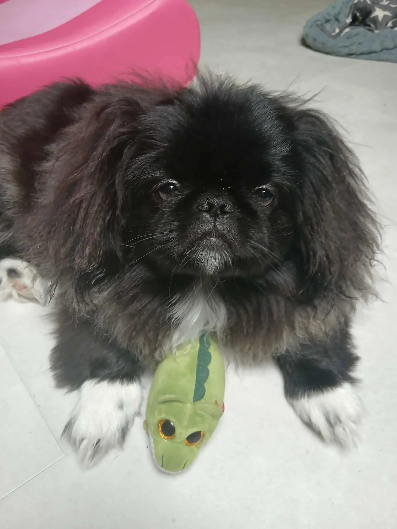 A black puppy with white paws lying on a light-colored floor, holding a green plush toy in the shape of a fish with yellow eyes.