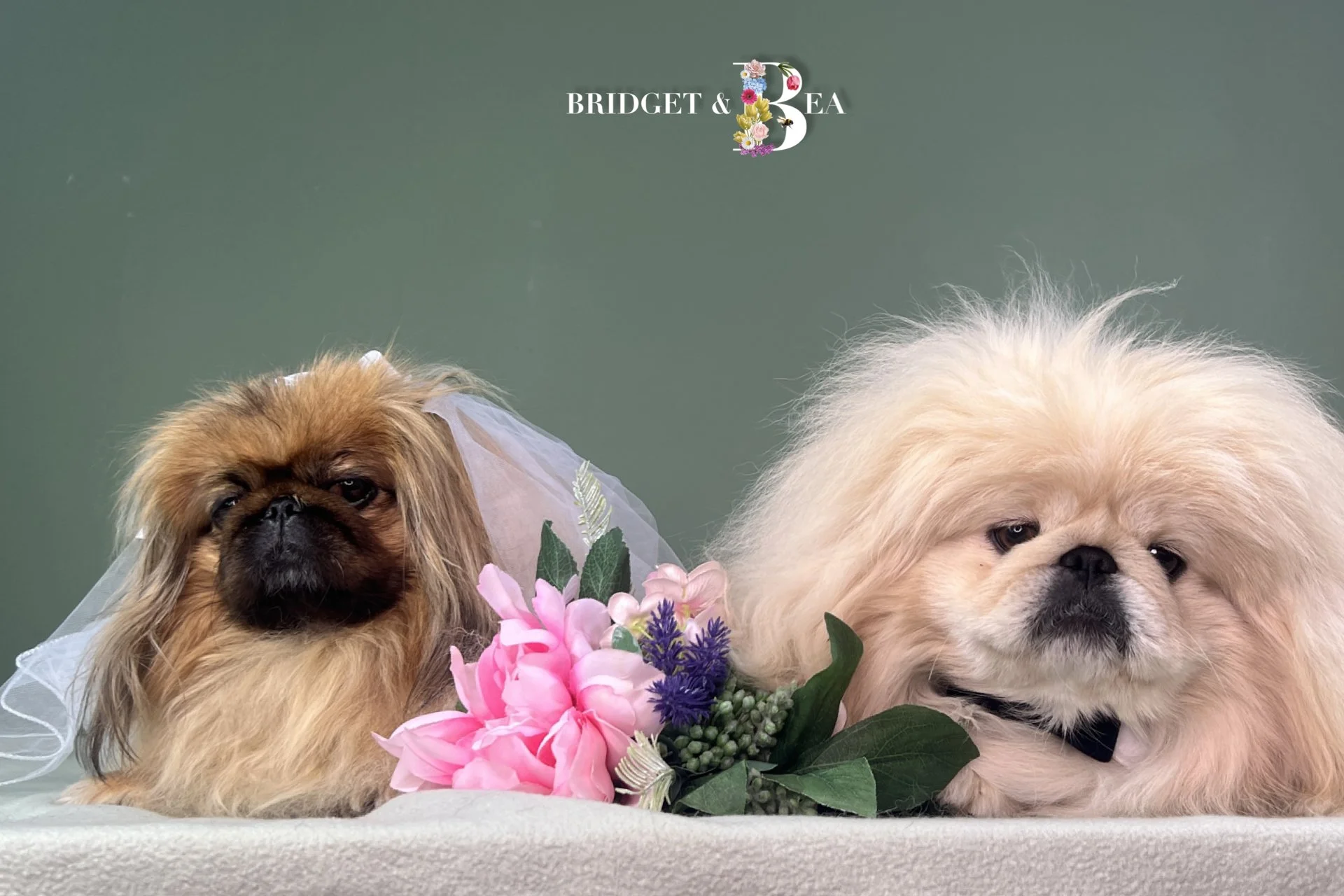 Two Japanese Chin dogs lying on a surface with pink and purple flowers between them, one wearing a veil, against a green background with white text and floral logo reading 'Bridget & Bea'.