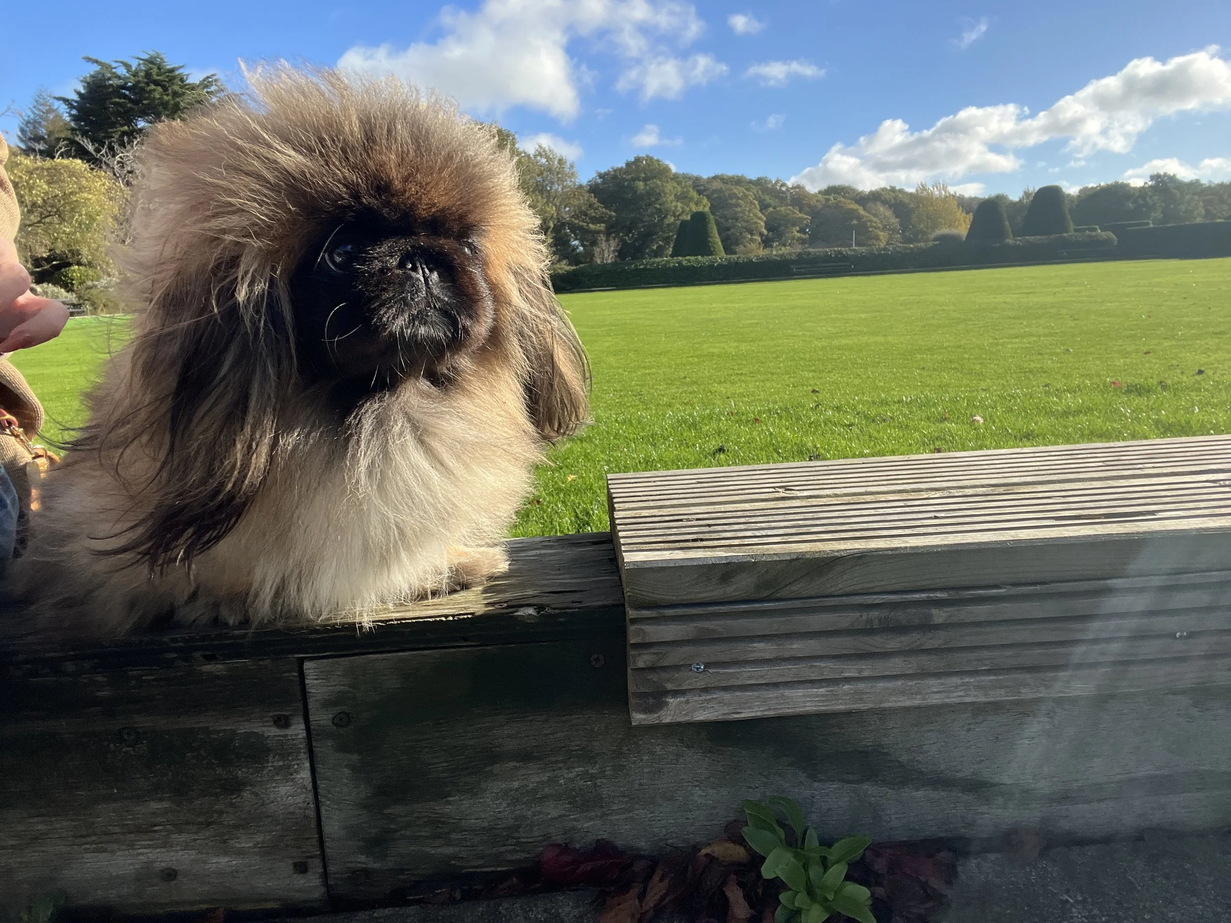 A fluffy dog with a dark face and light brown fur sitting on a wooden platform outdoors in a park with green grass, trees, and a blue sky with clouds in the background.