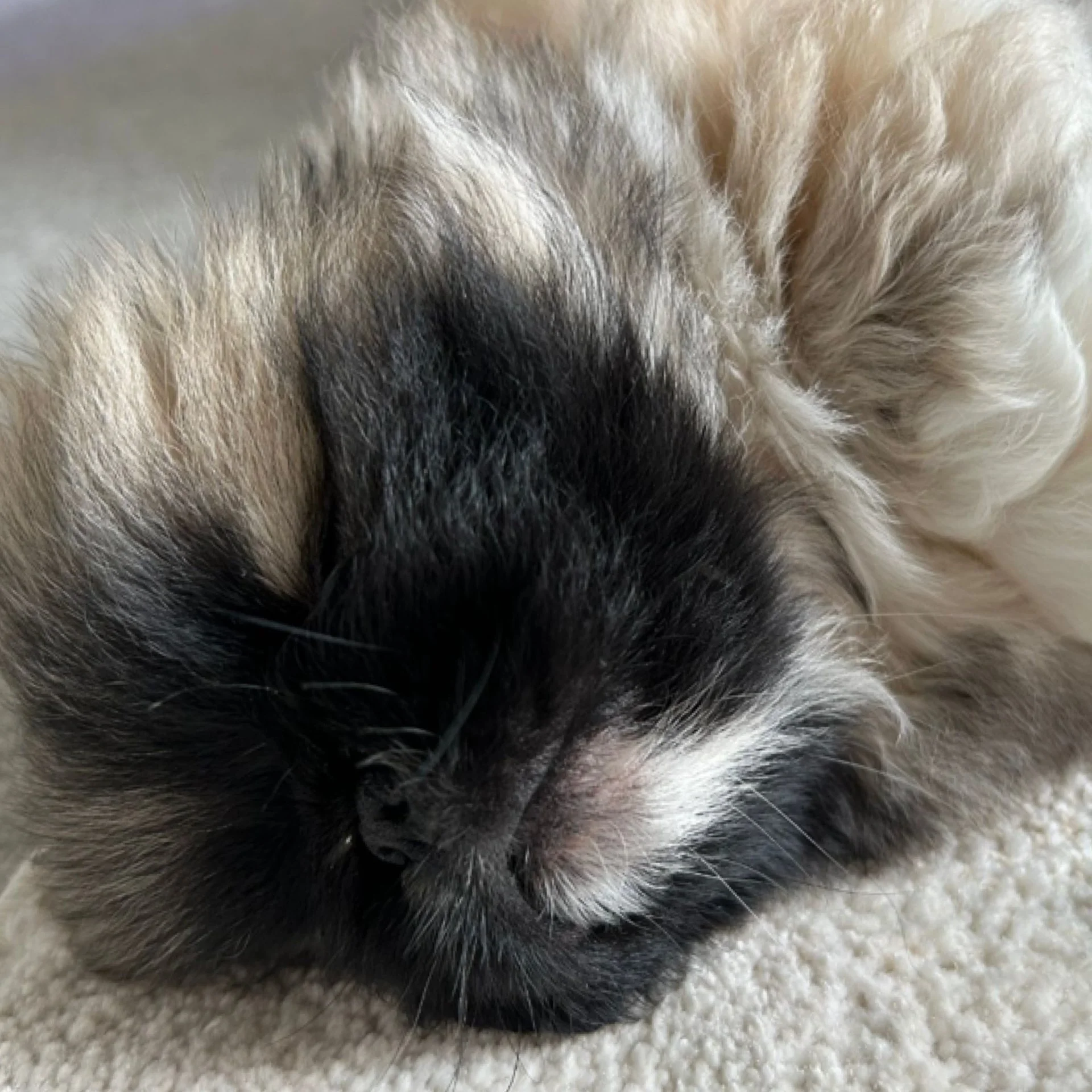 Close-up of a sleeping puppy with black, white, and light brown fur, resting on a soft beige surface.
