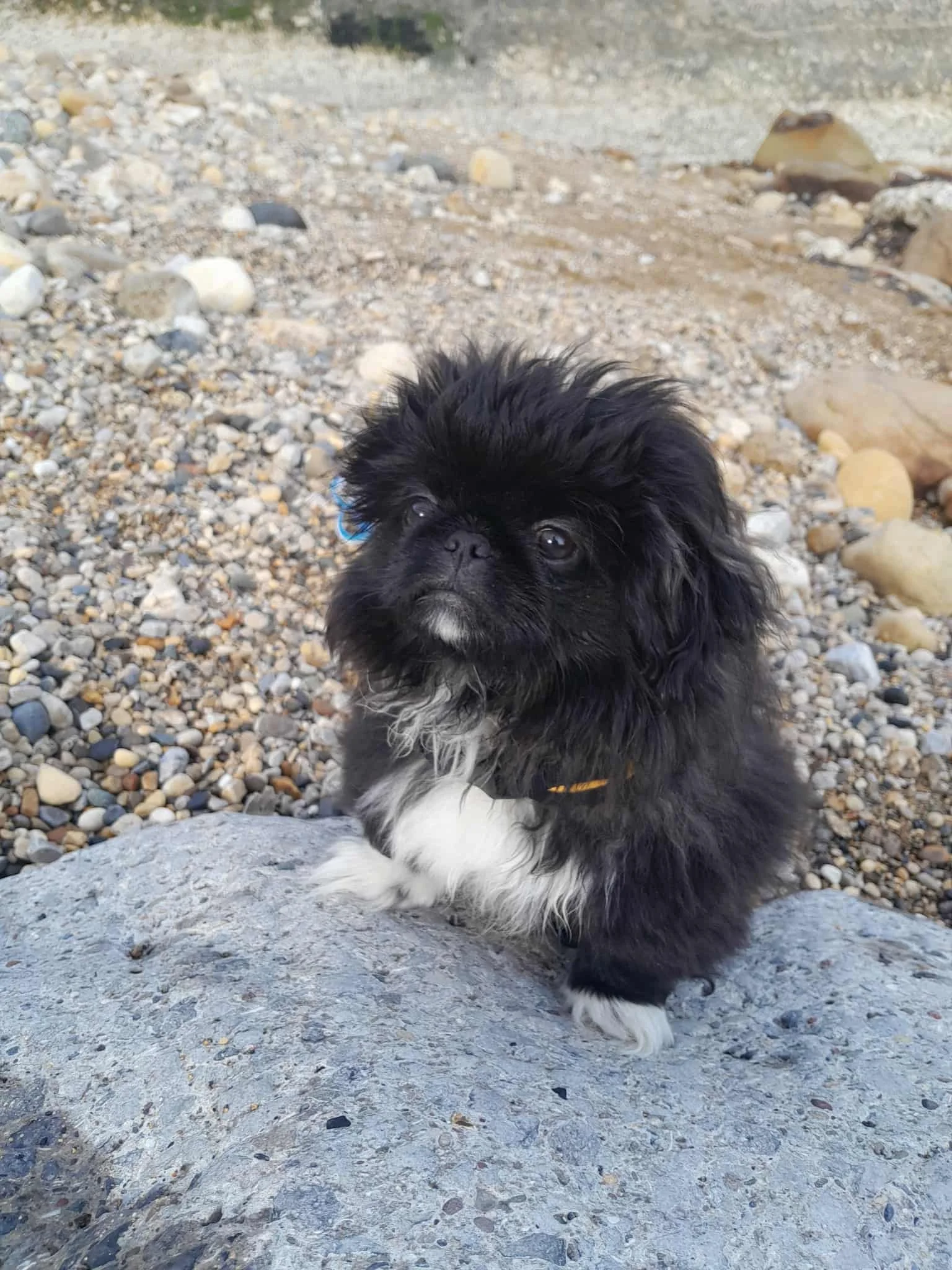 A small black and white puppy sitting on a rocky beach.