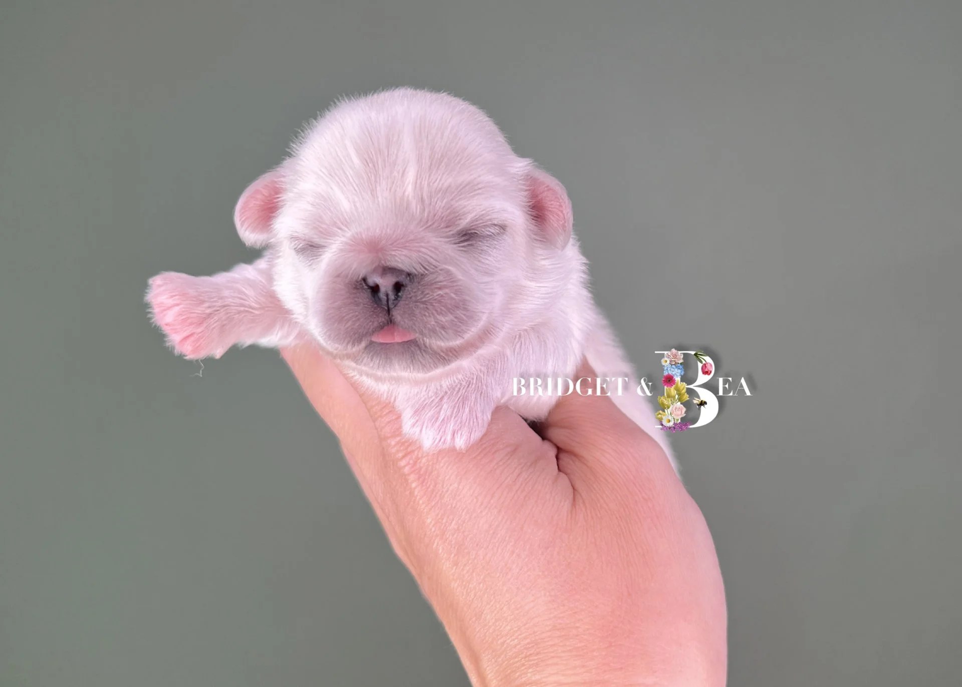 A small, pink, newborn puppy with closed eyes and tiny tongue sticking out, held in a person's hand against a plain background.