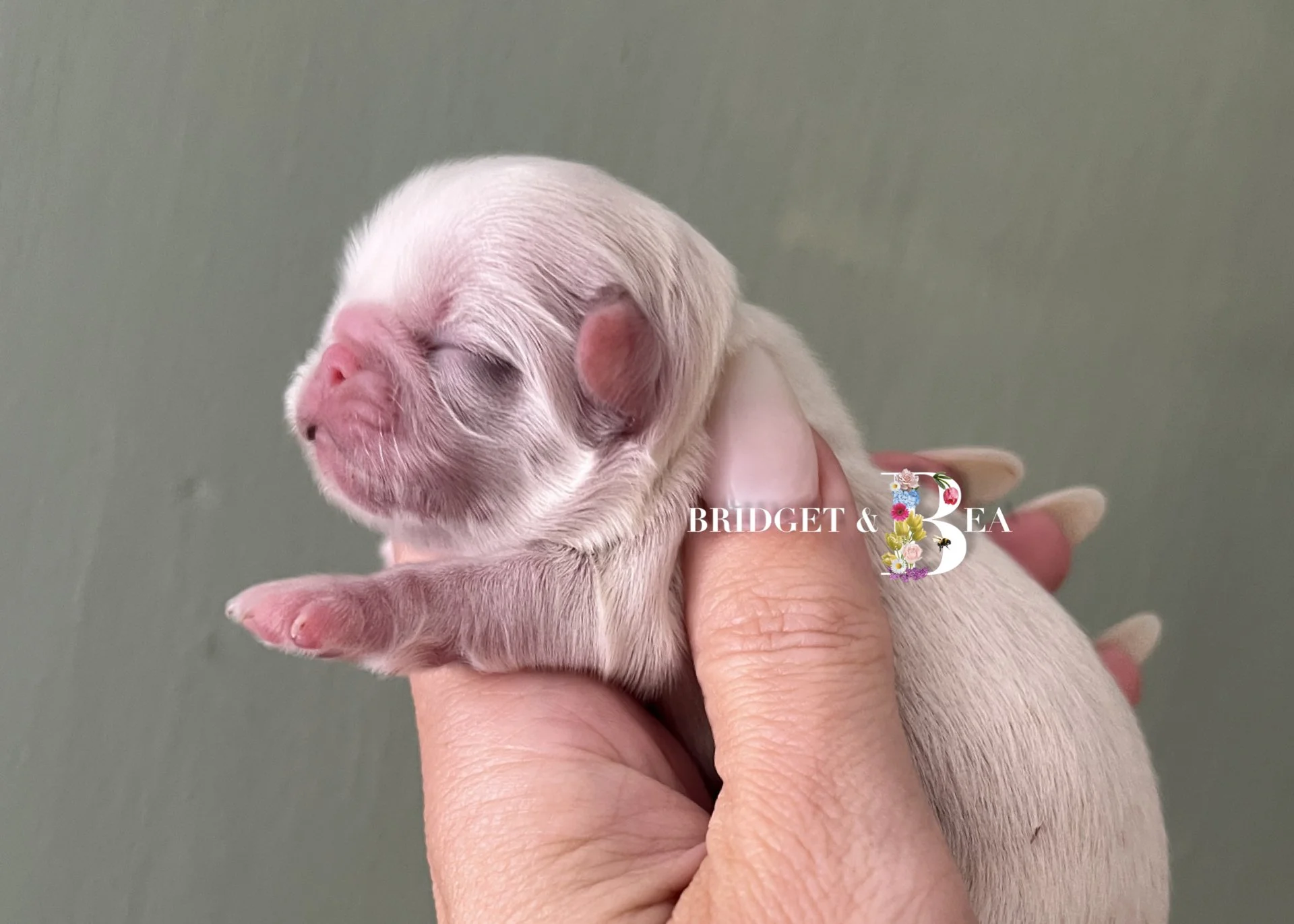 Close-up of a tiny, newborn white puppy with closed eyes, being gently held in a person's hand against a neutral background.