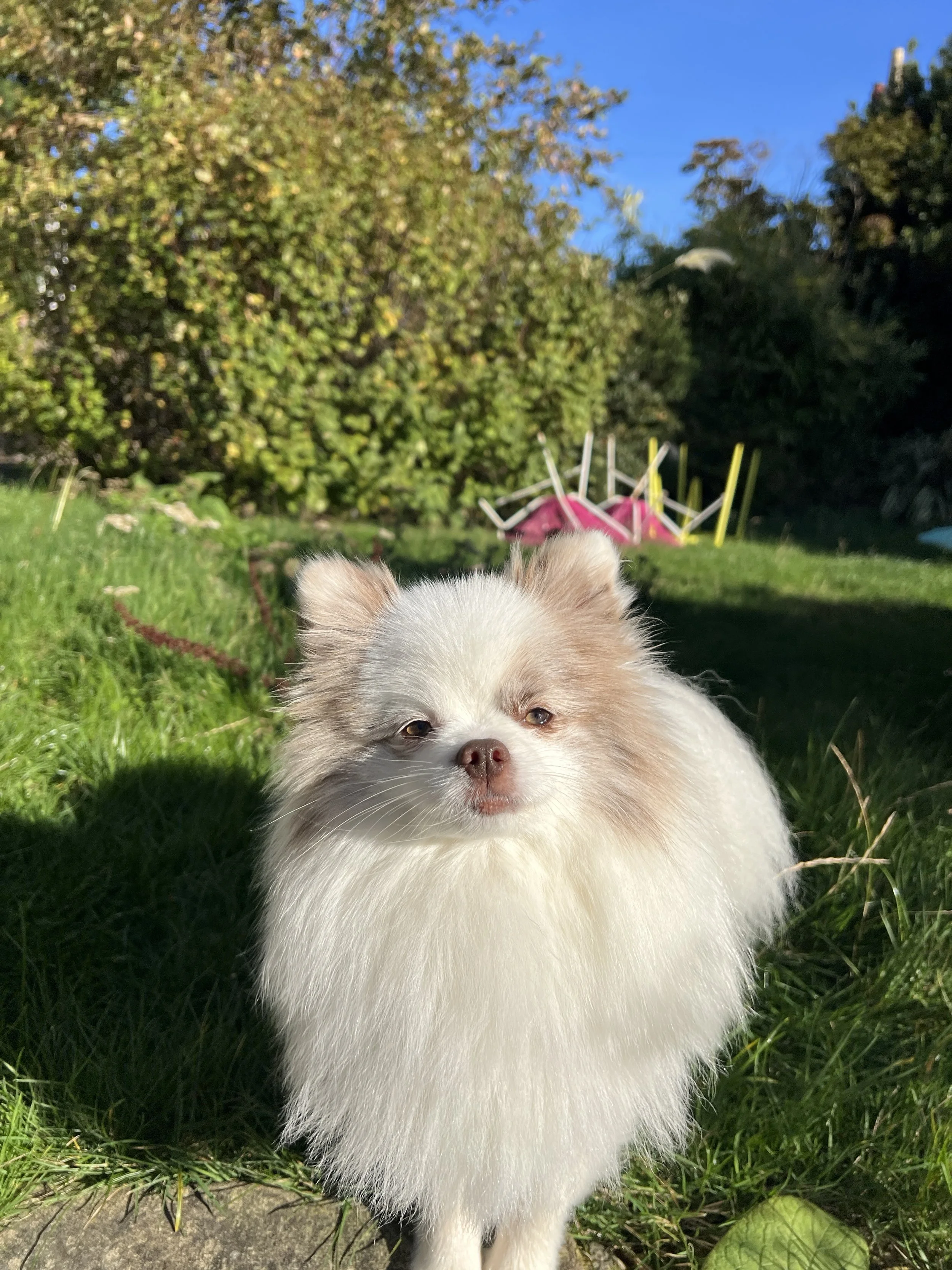 A small fluffy dog with white fur and tan patches, standing on grass in a backyard with trees and a blue sky in the background.