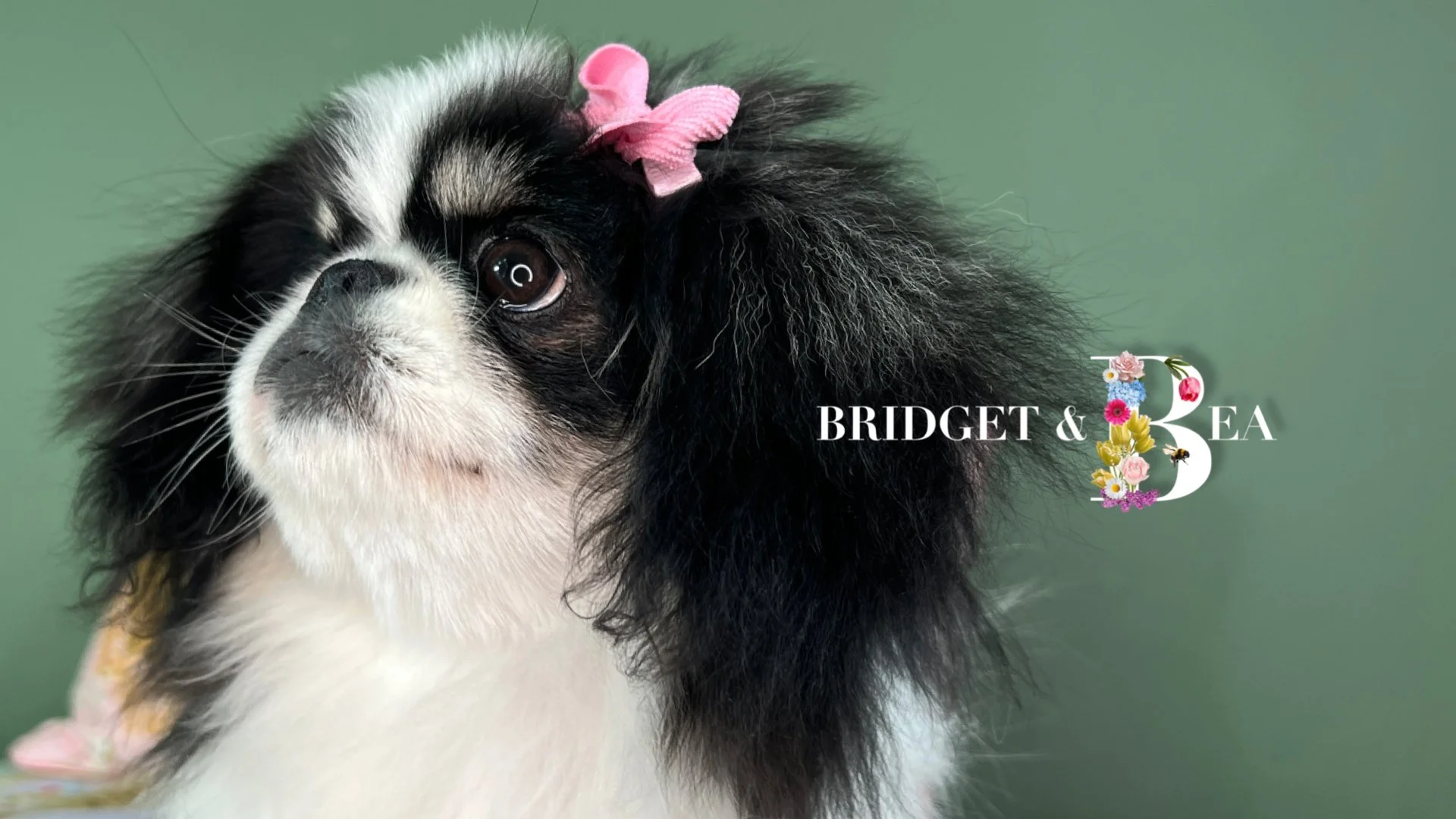 Close-up of a black and white puppy with a pink bow on its head, set against a green background, with text 'Bridget & Bea' decorated with colorful flowers and a bee.