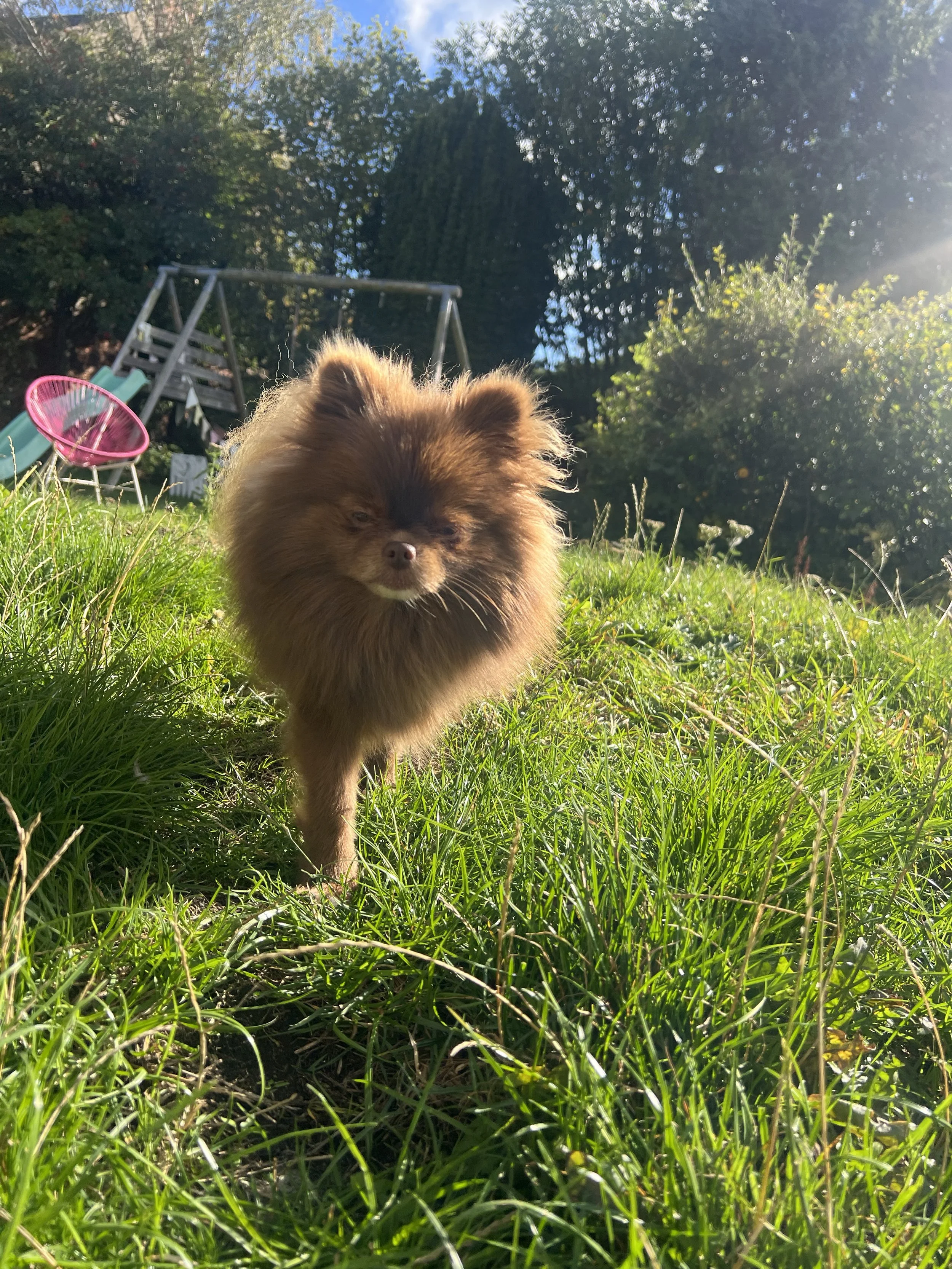 A small, fluffy brown dog walking through green grass in a backyard with trees, a swing set, and a pink plastic toy in the background.