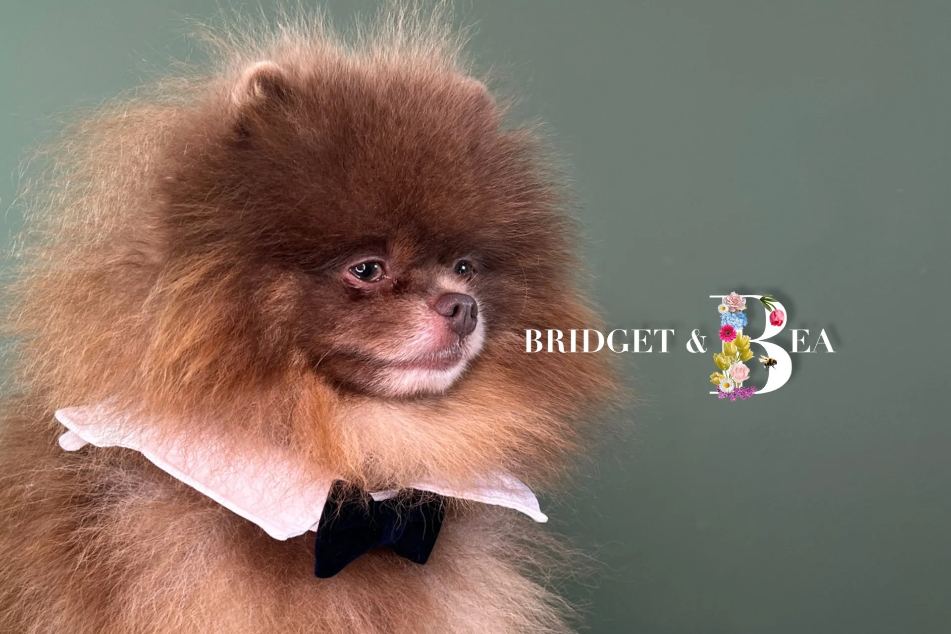 A small brown Pomeranian dog with a fluffy fur coat, wearing a white collar and black bow tie, against a plain green background, with the text "Bridget & Bea" and a large decorative letter "B" adorned with colorful flowers.