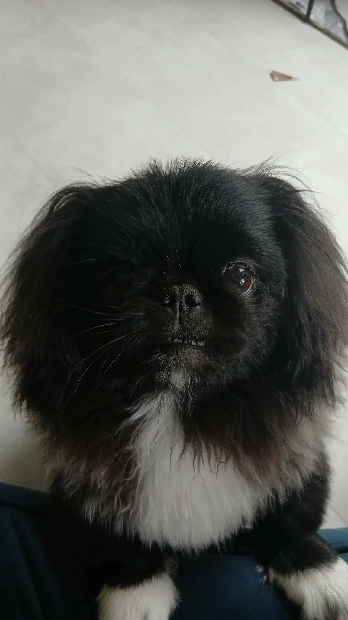 A small black and white dog with fluffy fur and a droopy face, looking up at the camera.