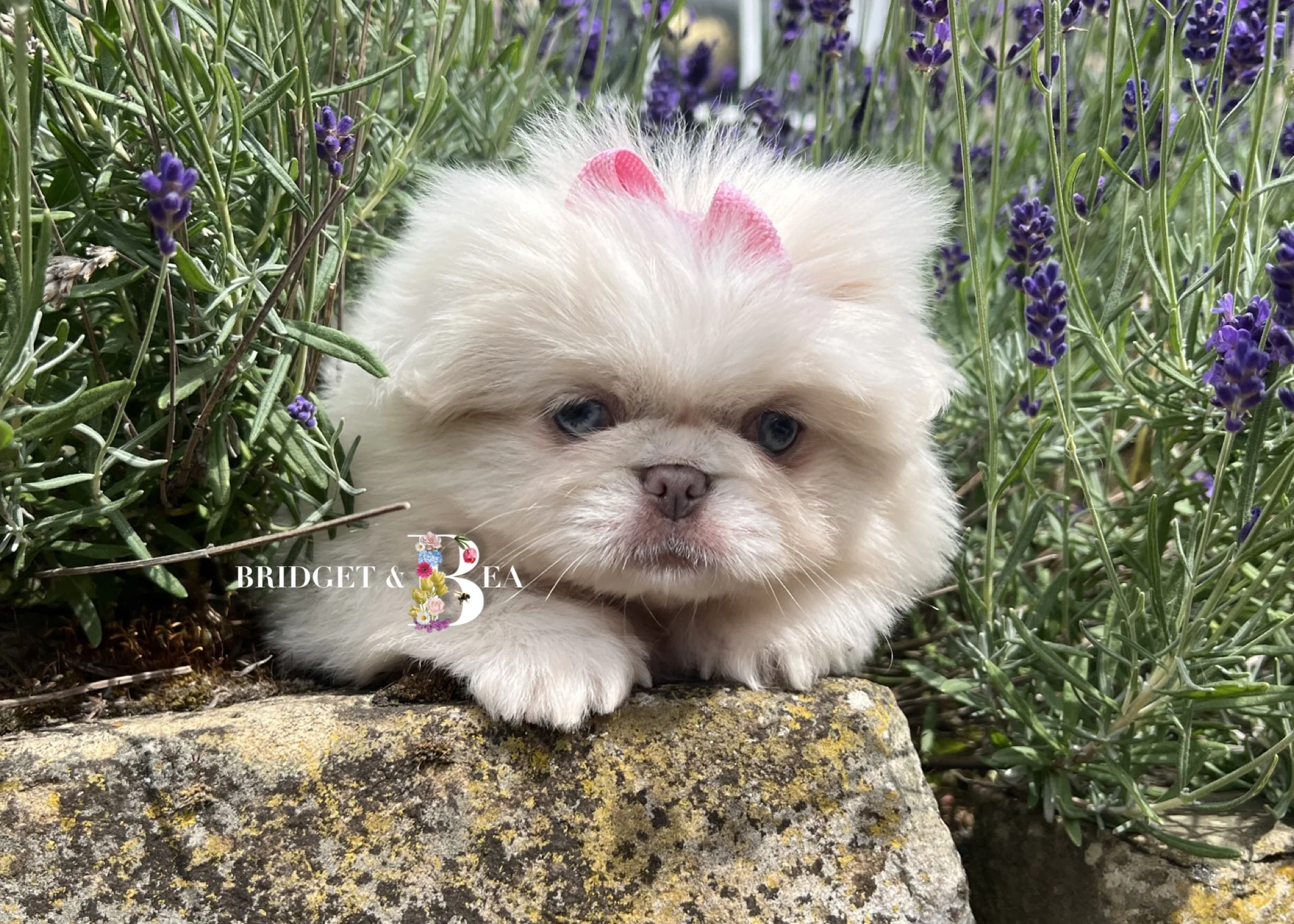 A cute, fluffy puppy with a pink bow on its head, lying down on a rock among purple flowers in a garden.