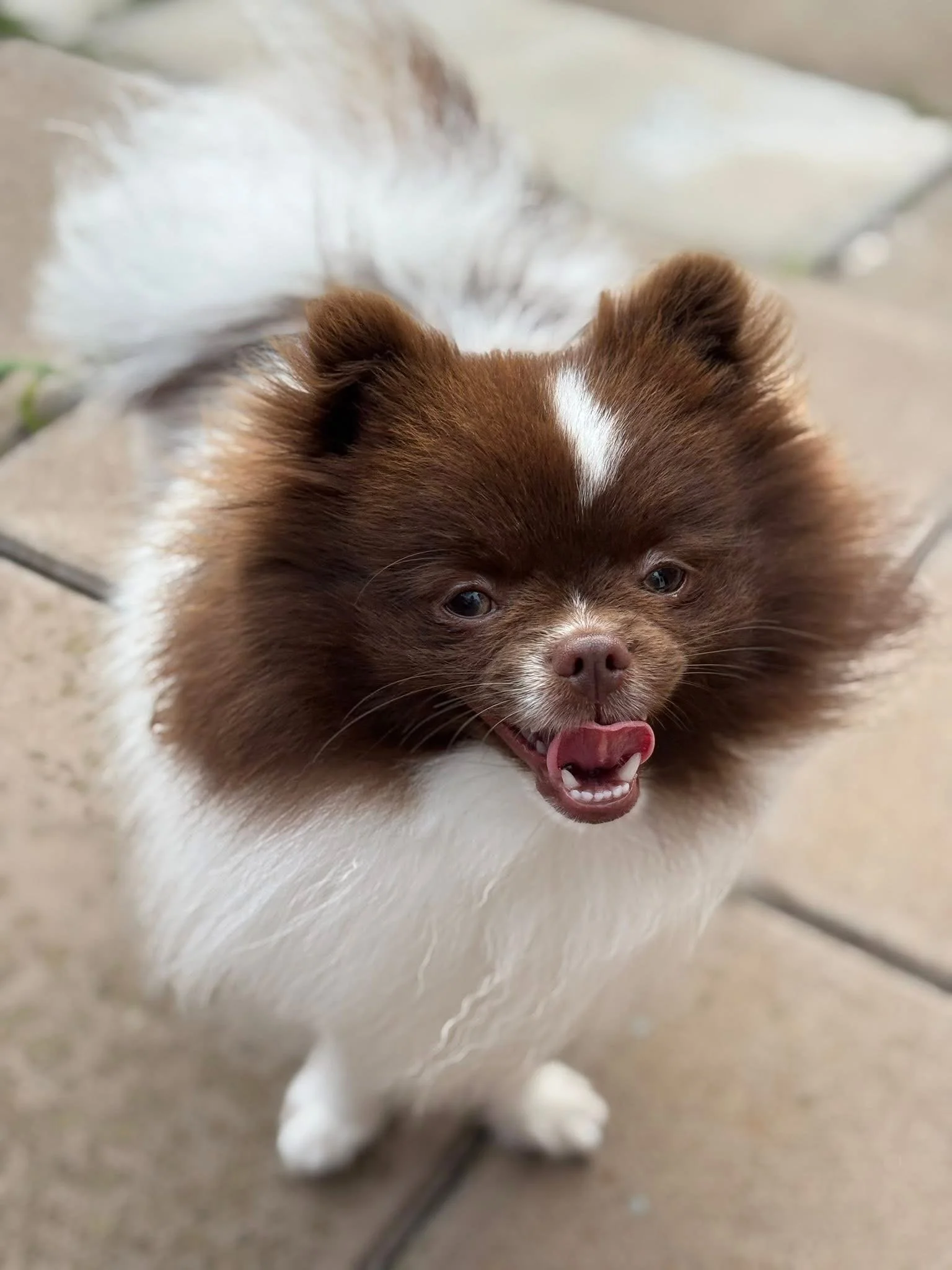 A small dog with brown and white fur, happy expression with tongue slightly out, standing on a concrete surface.