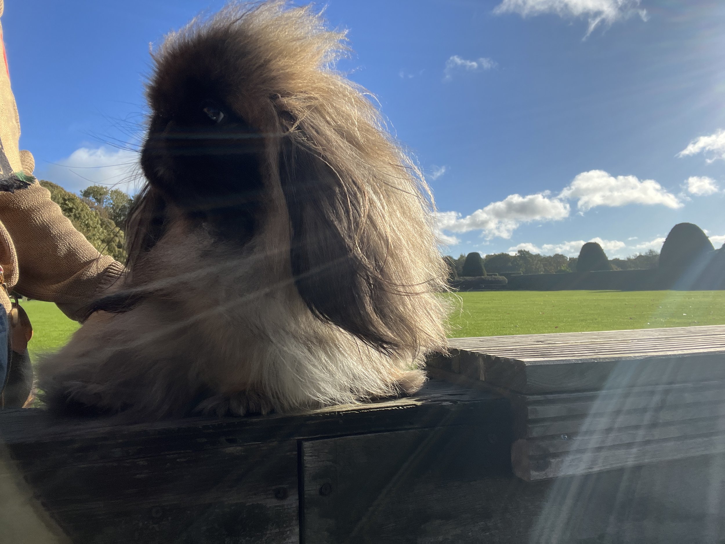 A fluffy dog with a black face sitting on a wooden platform outdoors during a sunny day, with a grassy field and distant trees in the background.