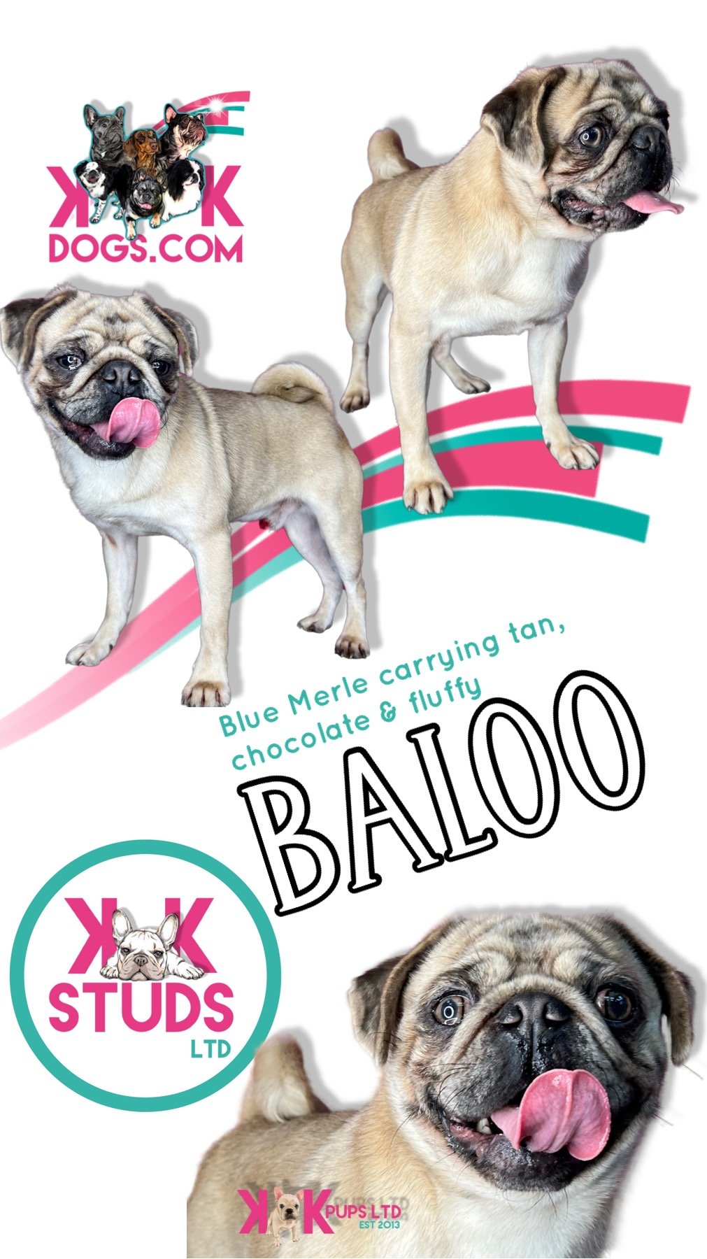 PUG STUDS K Co
