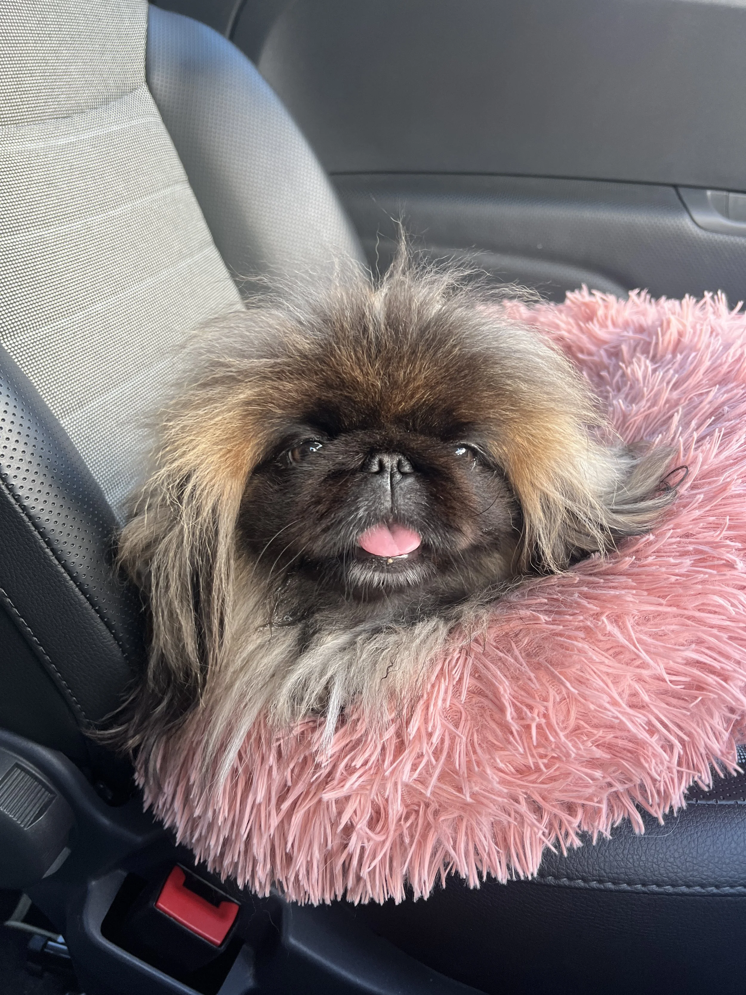 A cute small dog with long fur and a flat face lying on a pink furry blanket in a car seat.