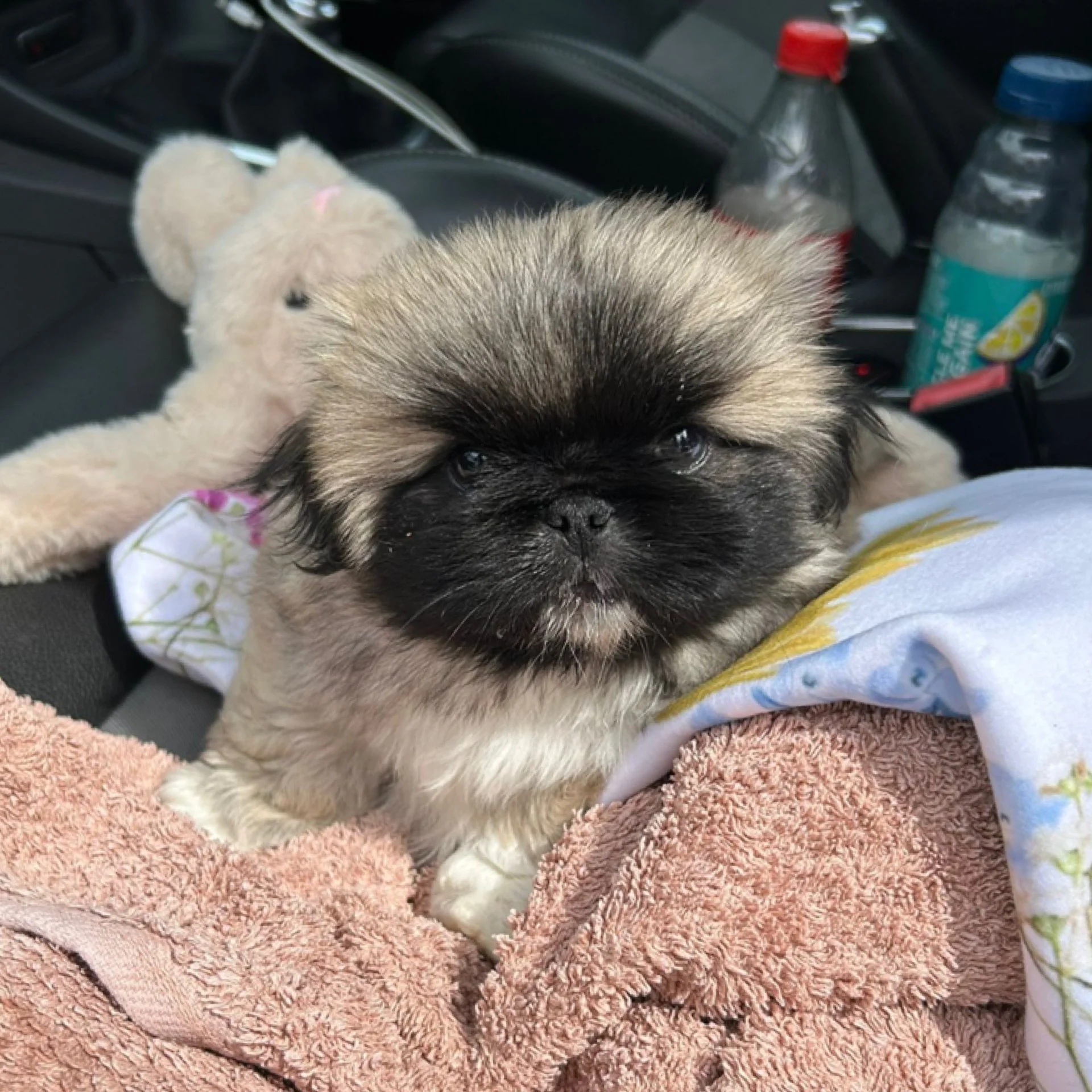 A small, fluffy puppy with a dark face and light-colored fur, resting on a pile of blankets inside a car, surrounded by water bottles and a teddy bear.