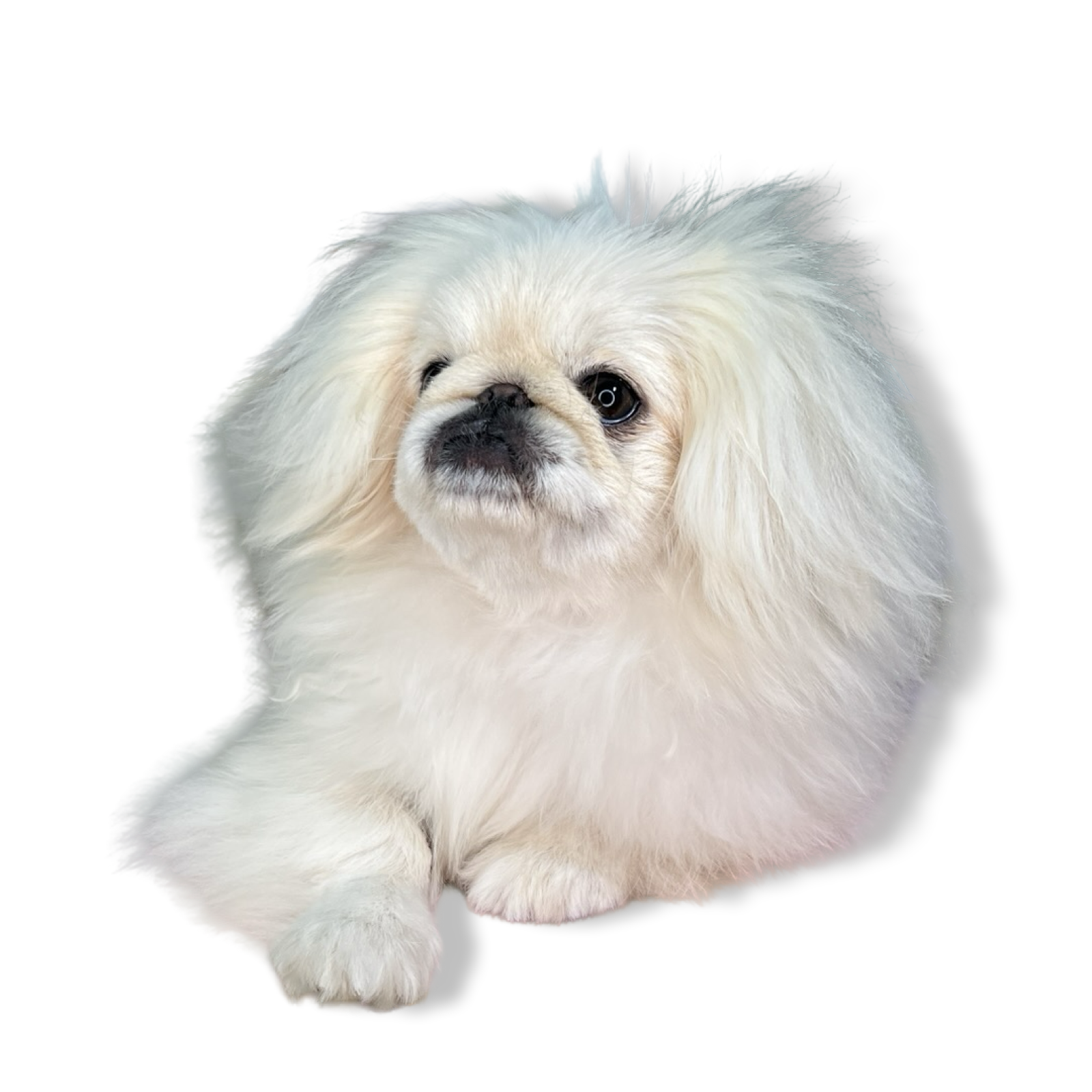 A small, fluffy white  pekingese puppy lying down, looking at the camera with dark eyes, long fur, and a flat face.