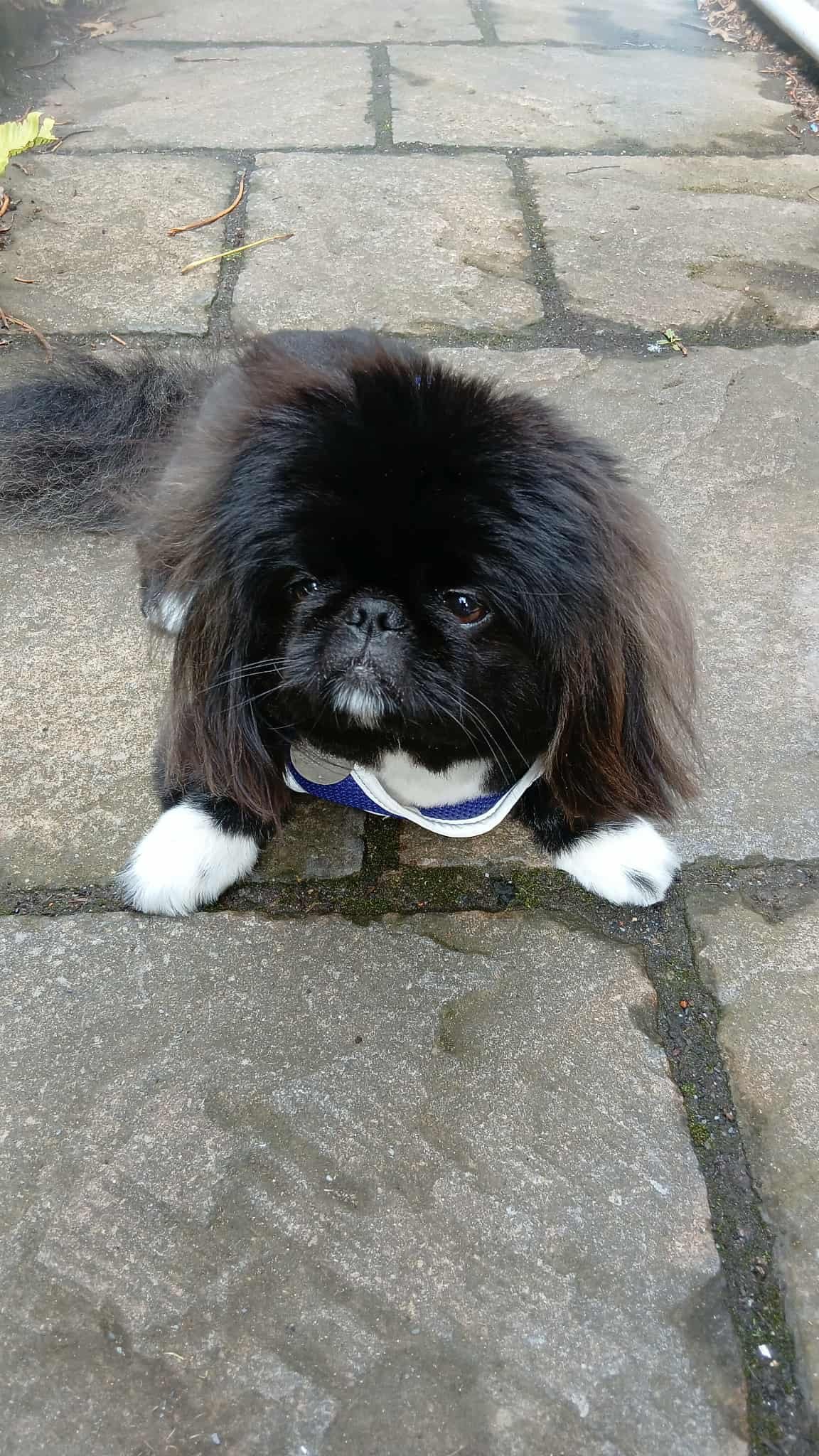 Small black dog with white paws and chest lying on a stone pathway, wearing a blue harness.