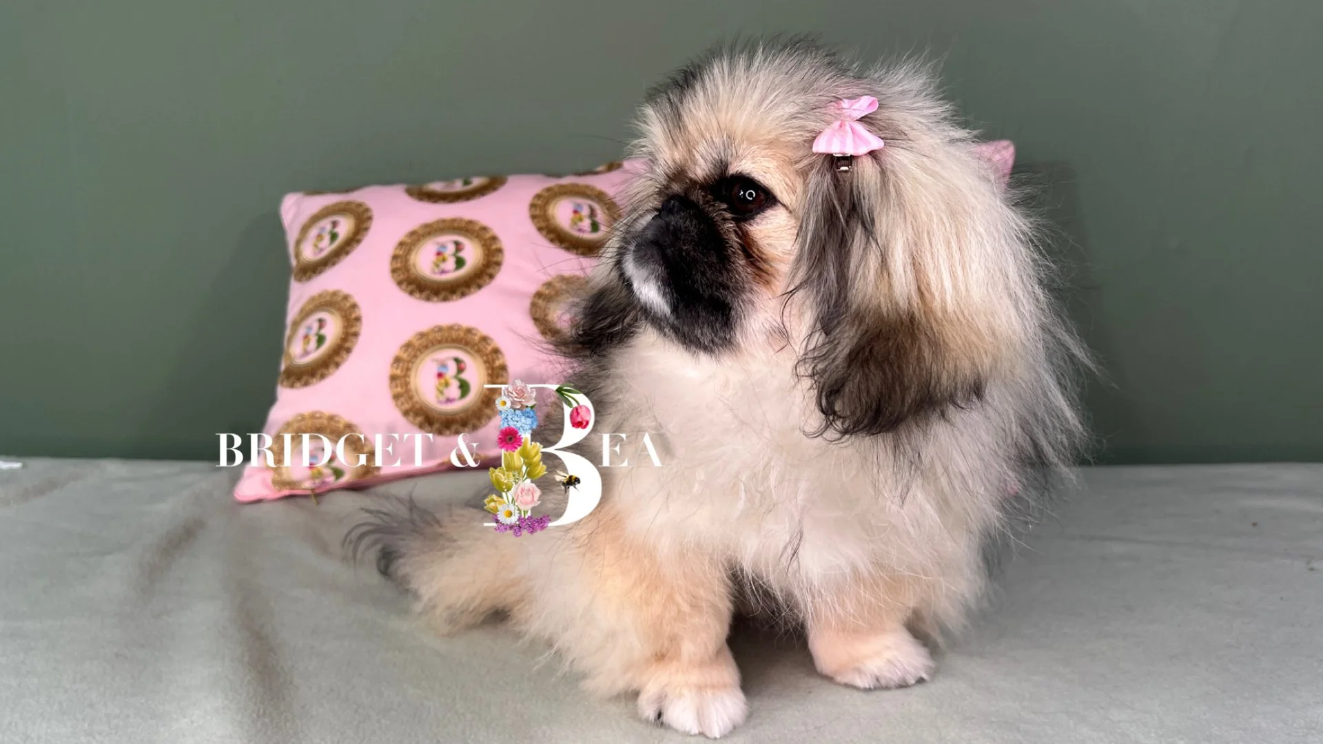 A fluffy Shetland Sheepdog puppy with a pink bow on its ear, sitting on a bed with a pink pillow decorated with princess motifs in front of a green wall.