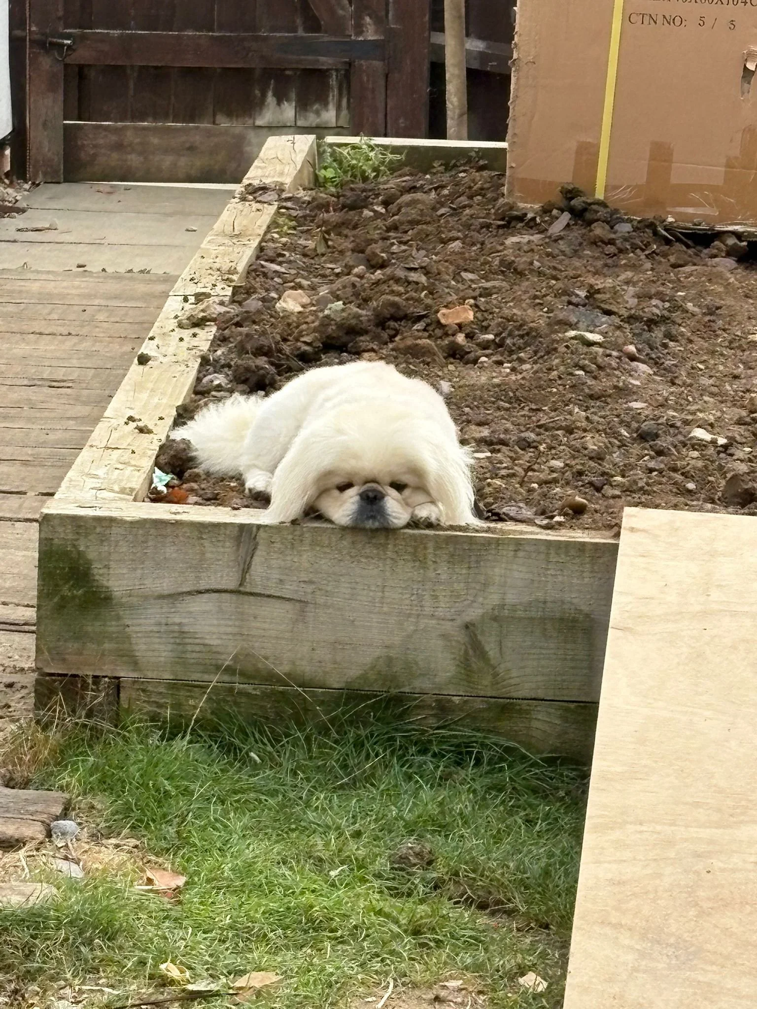 A small white dog with a flat face lying on a wooden border, resting its head and paws on the edge, in a garden with soil, grass, and a wooden pathway.