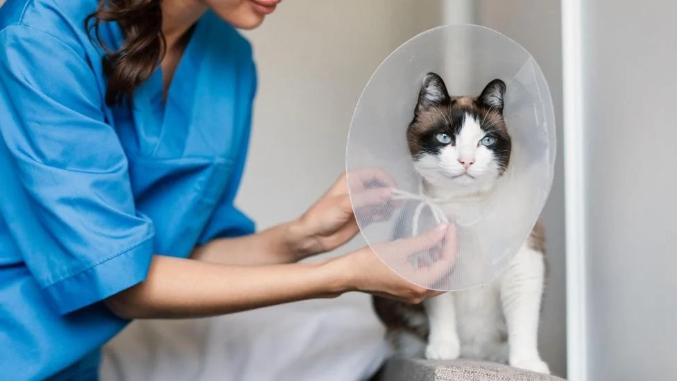 Are rising vet bills making pet care unaffordable? New findings reveal average UK vet costs have soared by 63% over seven years, while inflation rose just 34%. Some families now face bills over &pound;12,000 for treatment. 

The Competition and Marke