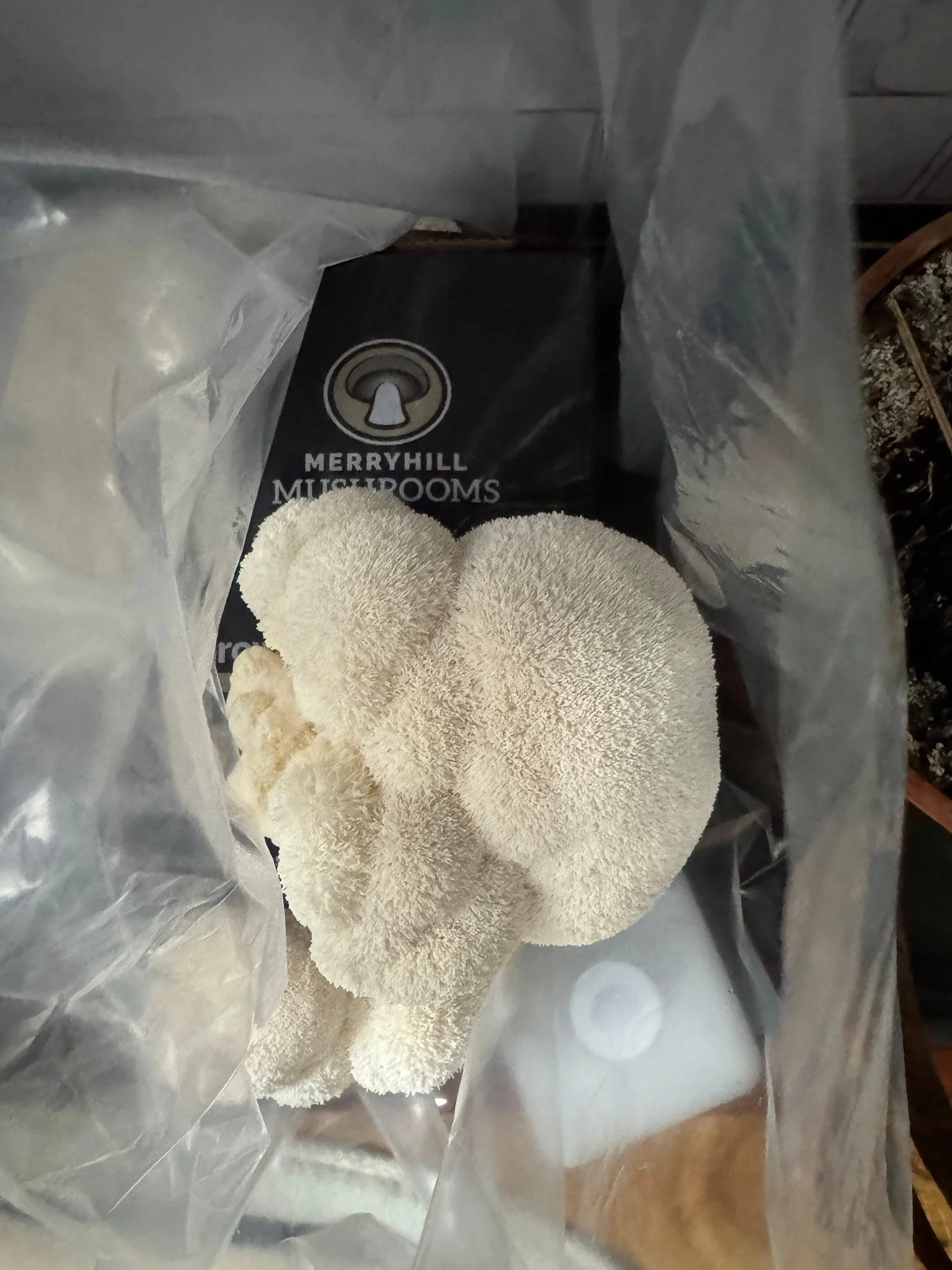 It&rsquo;s harvesting time!!!! Lions man mushrooms. Thank you Merry Hill Mushrooms.