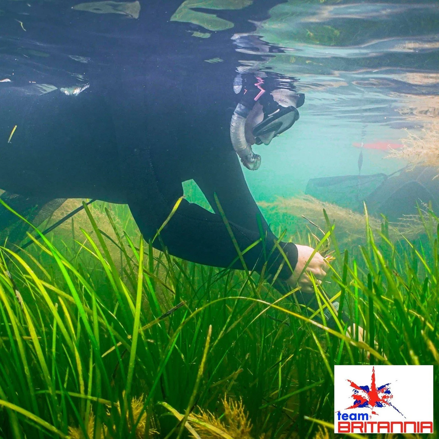 Hamble seagrass and oyster reefs flourish. Team Britannia PR's Alistair is so pleased! #Solent #Nature Read in full here: https://www.bluemarinefoundation.com/projects/solent-seascape-project-restoration-over-sea-coast-land/?utm_medium=Email&amp;utm_