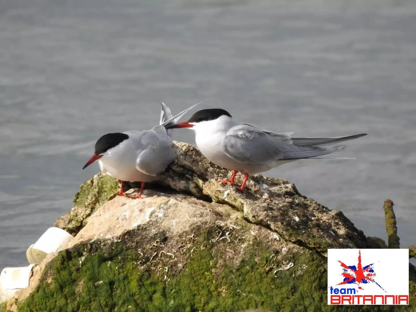 Alistair at Team Britannia PR is so pleased this is happening. UN endorse Solent Seascape. Read in full here: https://www.bluemarinefoundation.com/projects/solent-seascape-project-restoration-over-sea-coast-land/?utm_medium=Email&amp;utm_source=GovDe