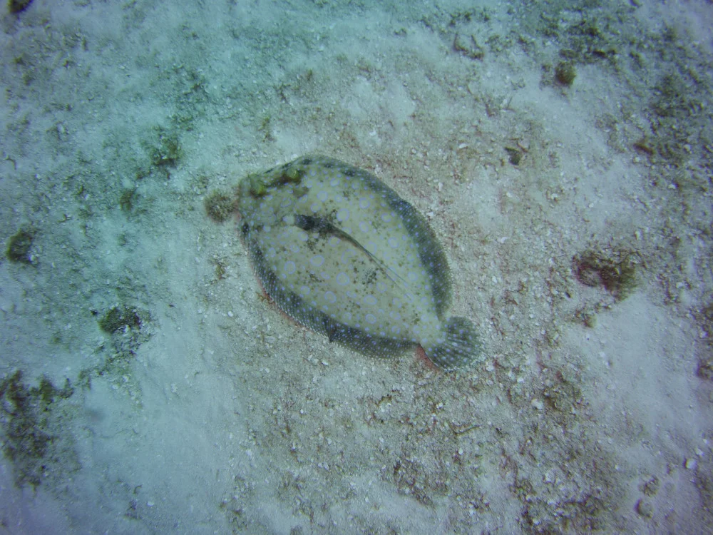 Diving in Cozumel