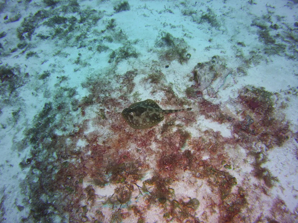 Diving in Cozumel