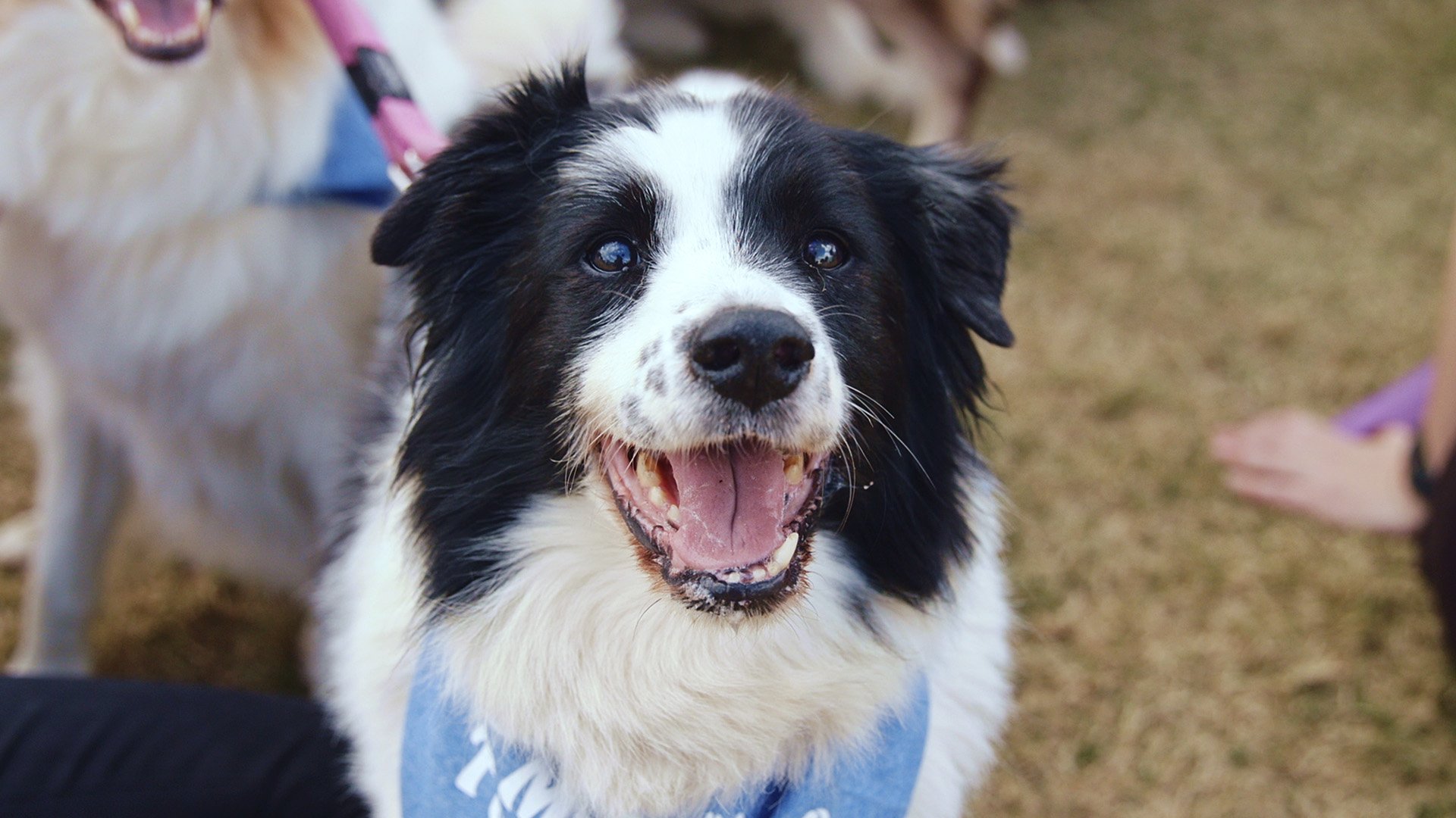The RSPCA Million Paws Walk