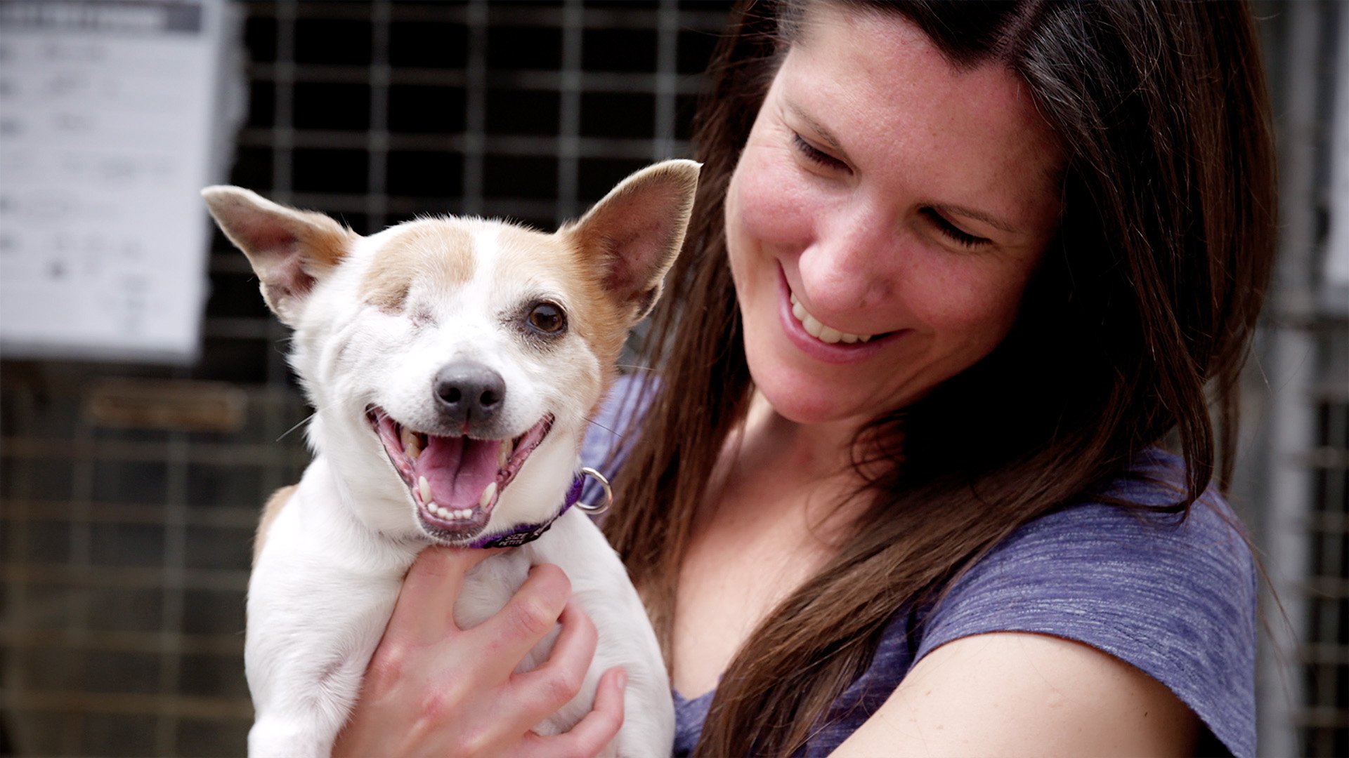 Help Sydney Dogs and Cats Home!