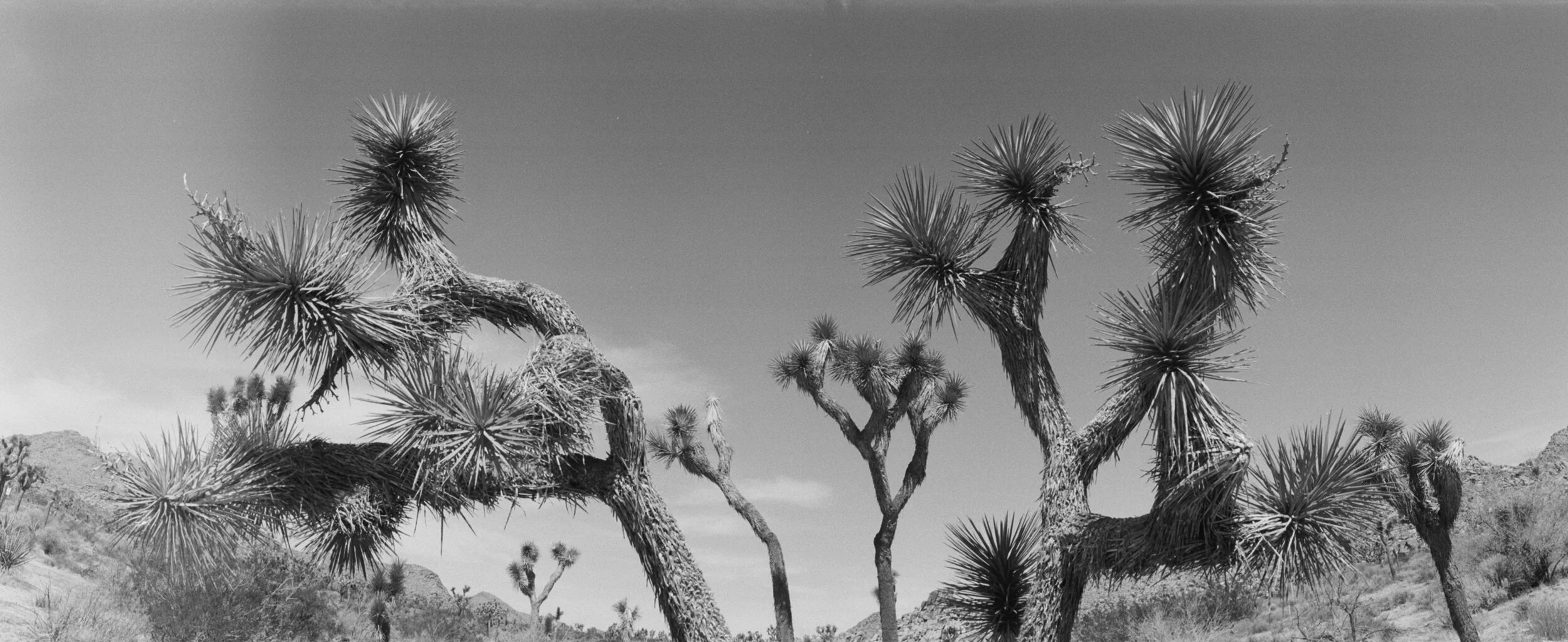 Joshua Tree No.1