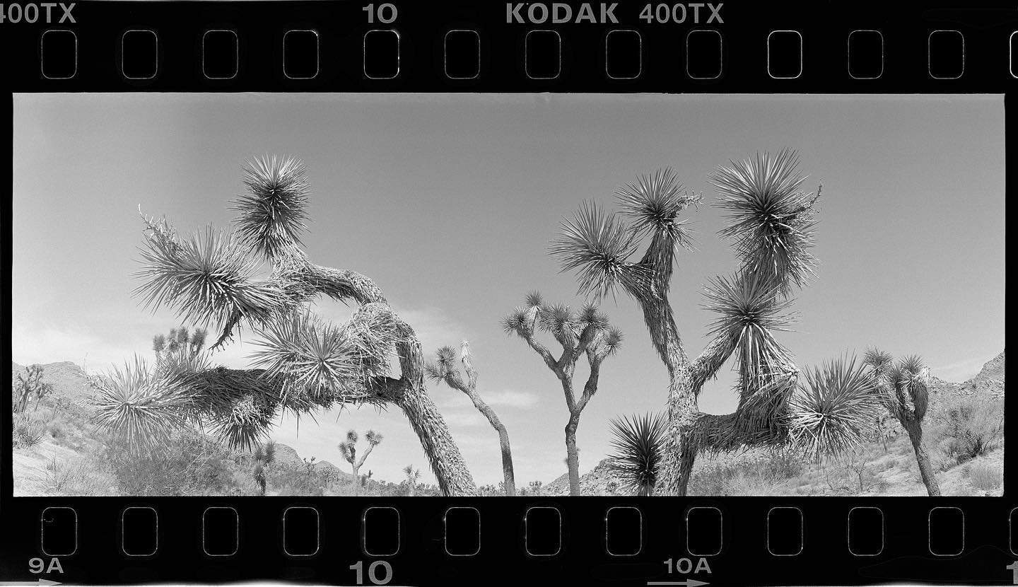 Joshua Tree No.1 | Renee Torres 

Panoramic 35mm film still from our recent release of limited edition prints. Prints showcase the gritty and grainy nature of this Kodak film, shot on a Horizon Perfekt panoramic camera. 

This photo was shot  in Josh