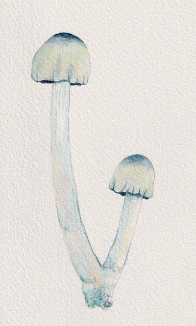 Open folder Scan Mushroom Wallcovering.png 8.jpg