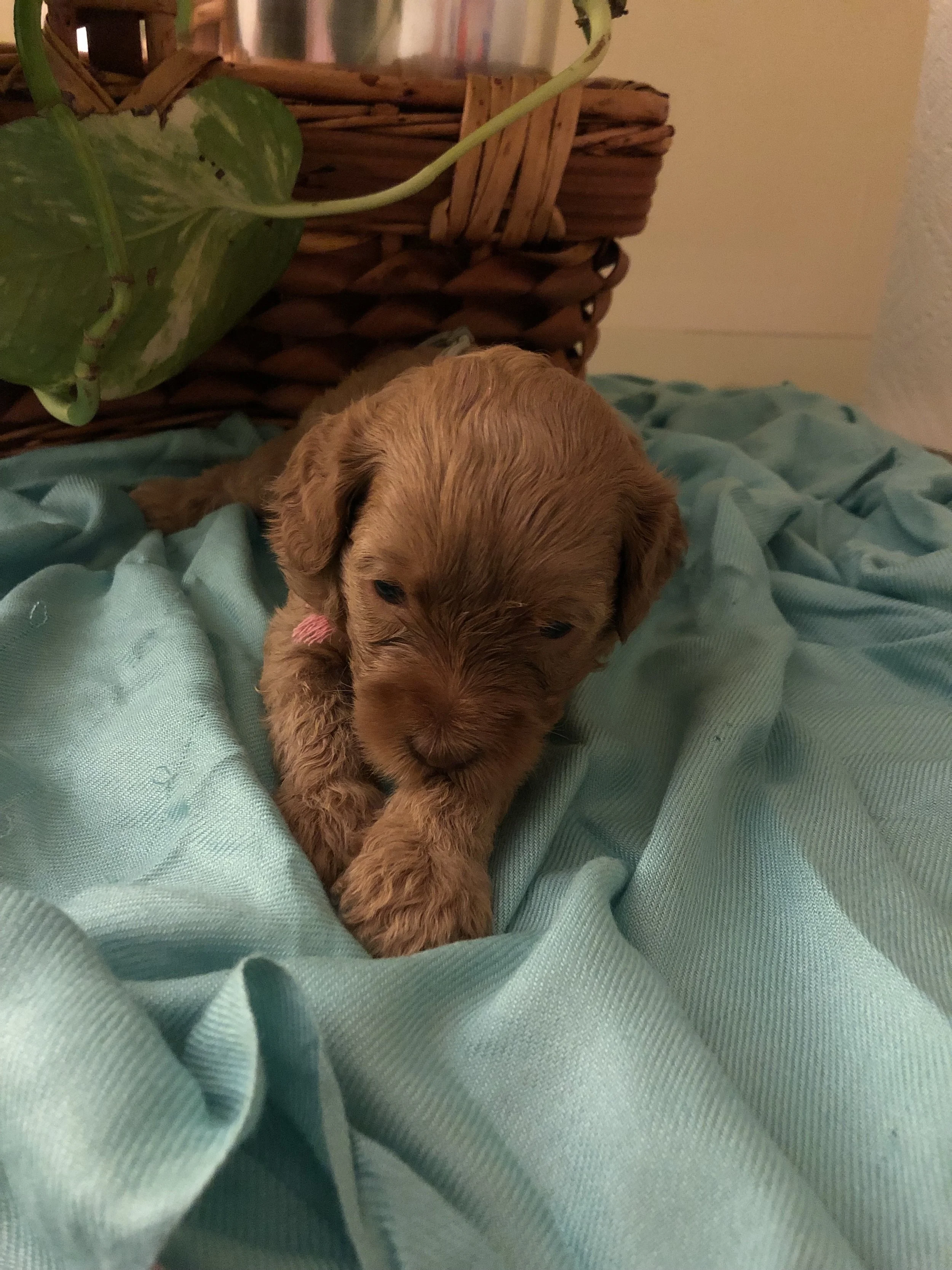 Stella - Female; Apricot